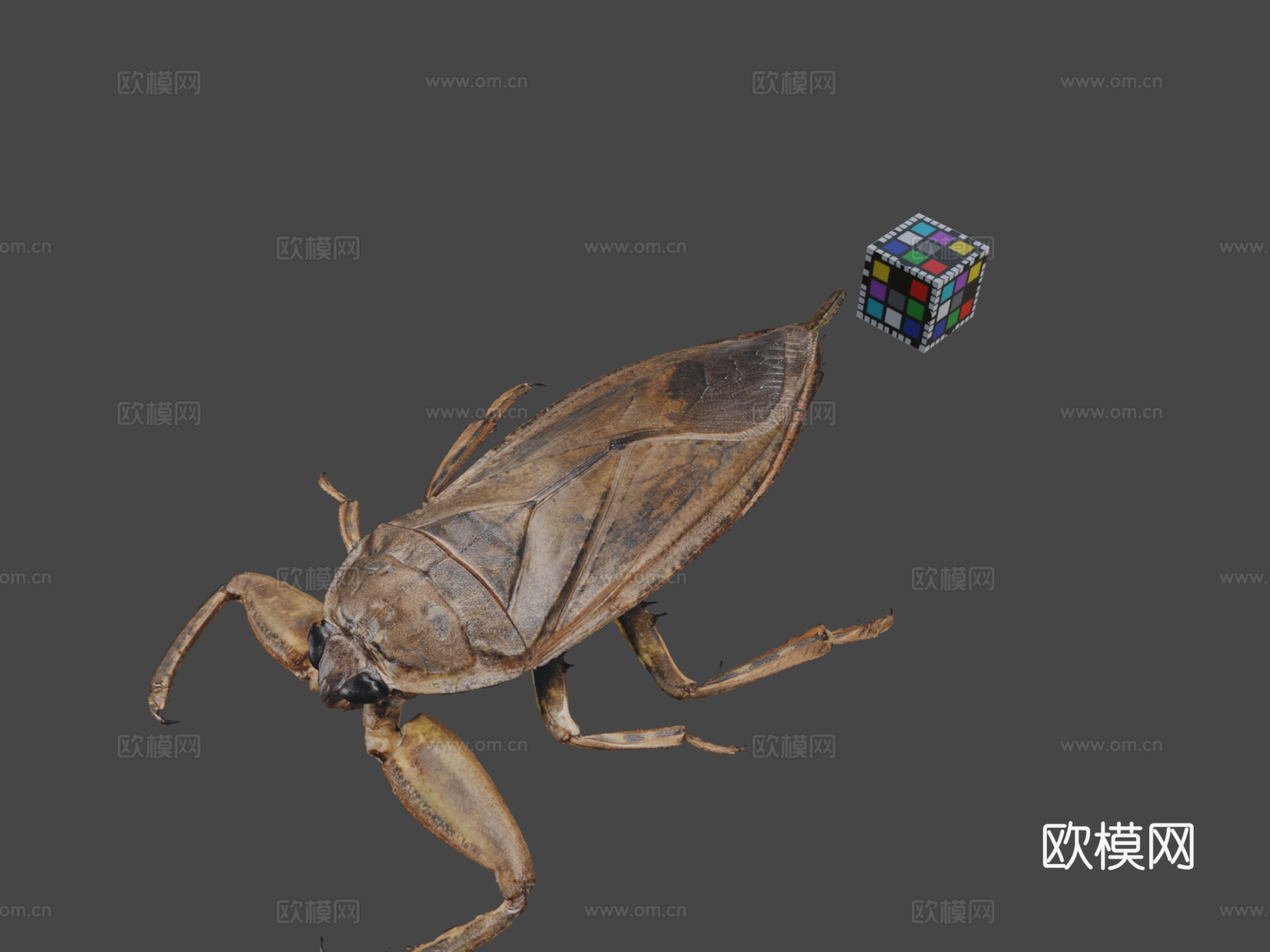 CC0日本大田鳖3d模型下载（渲染图1）