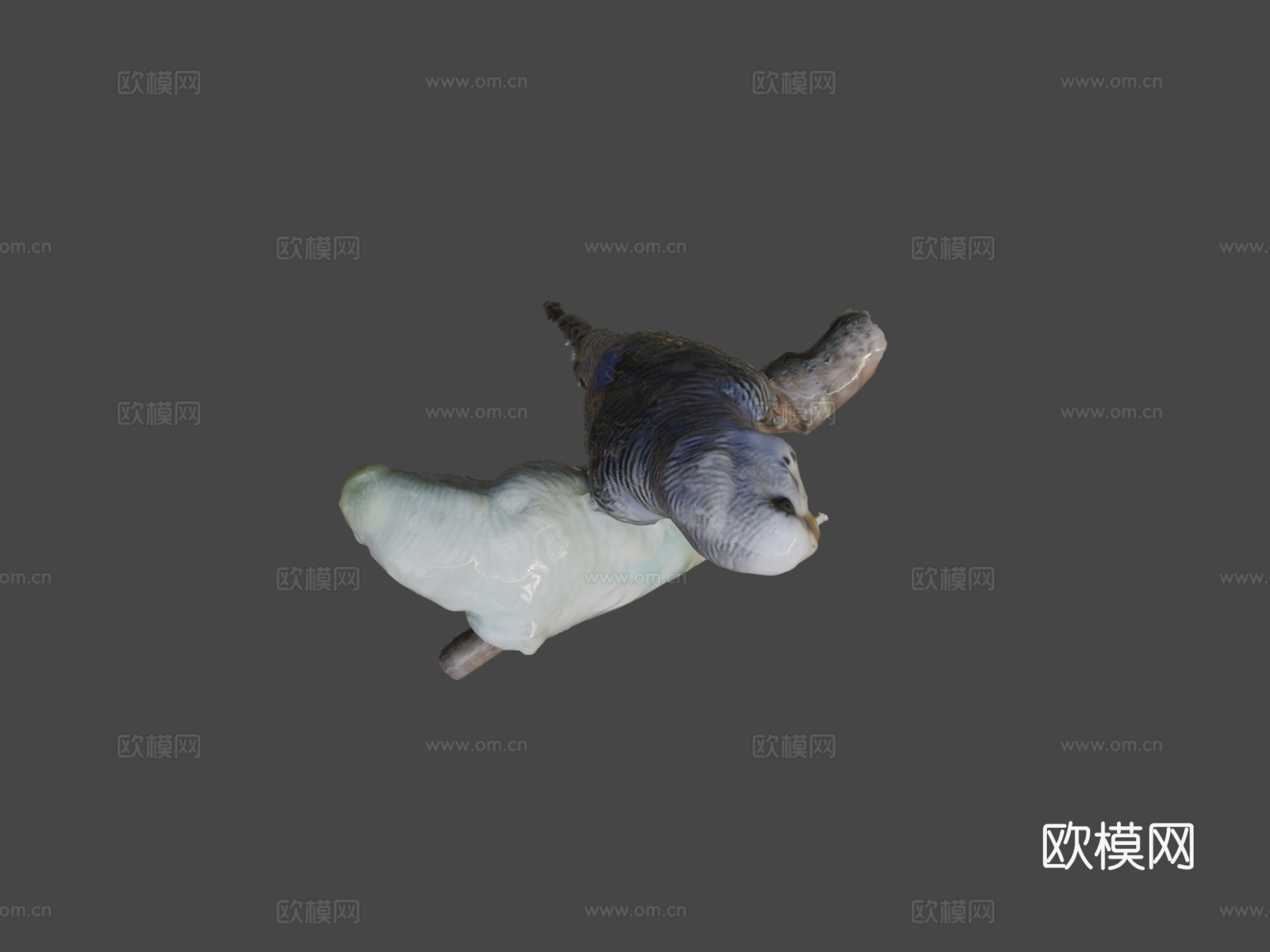 两只长尾鹦鹉带声音3d模型下载（渲染图5）