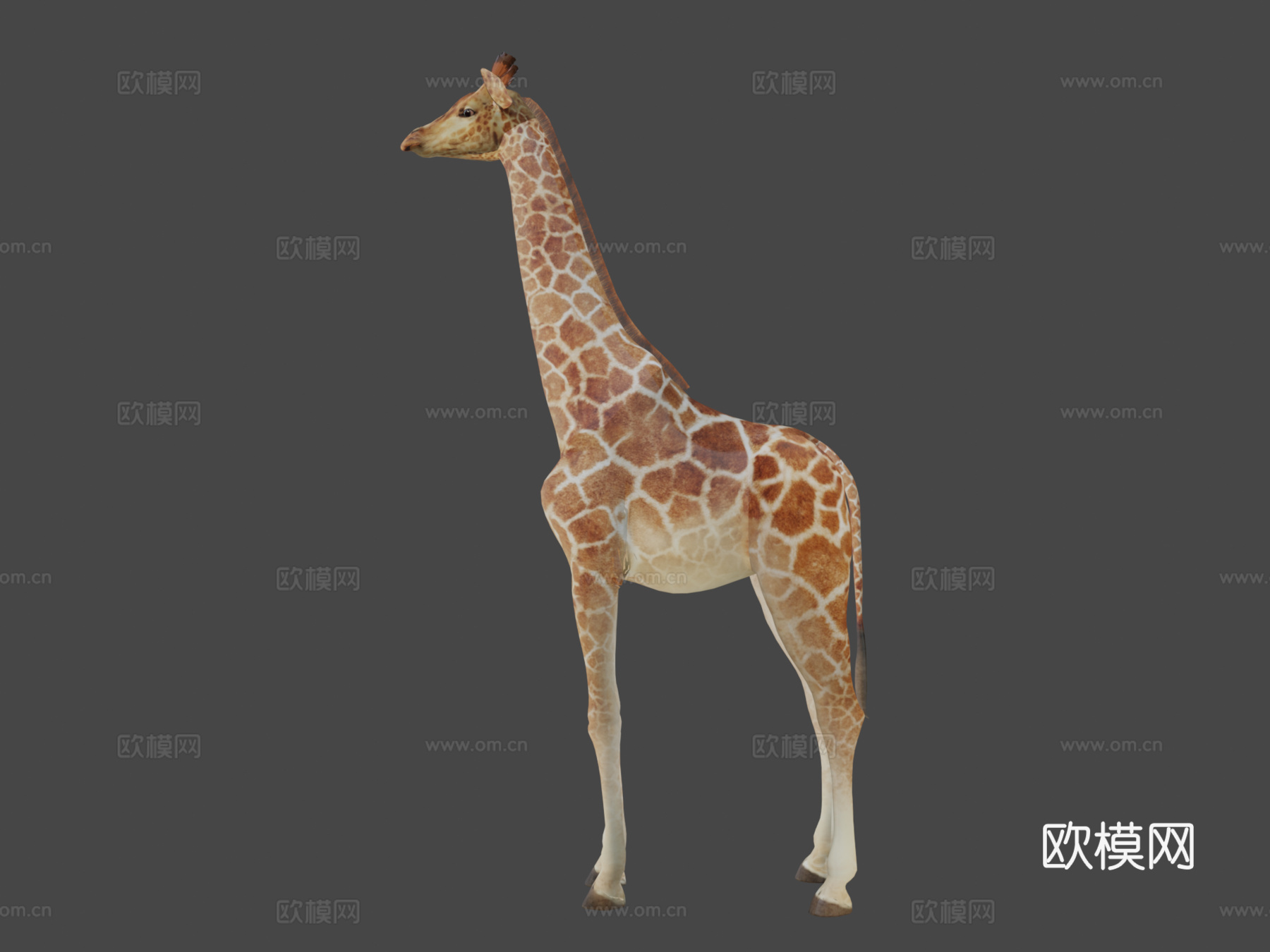 闪亮长颈鹿3d模型下载（渲染图7）