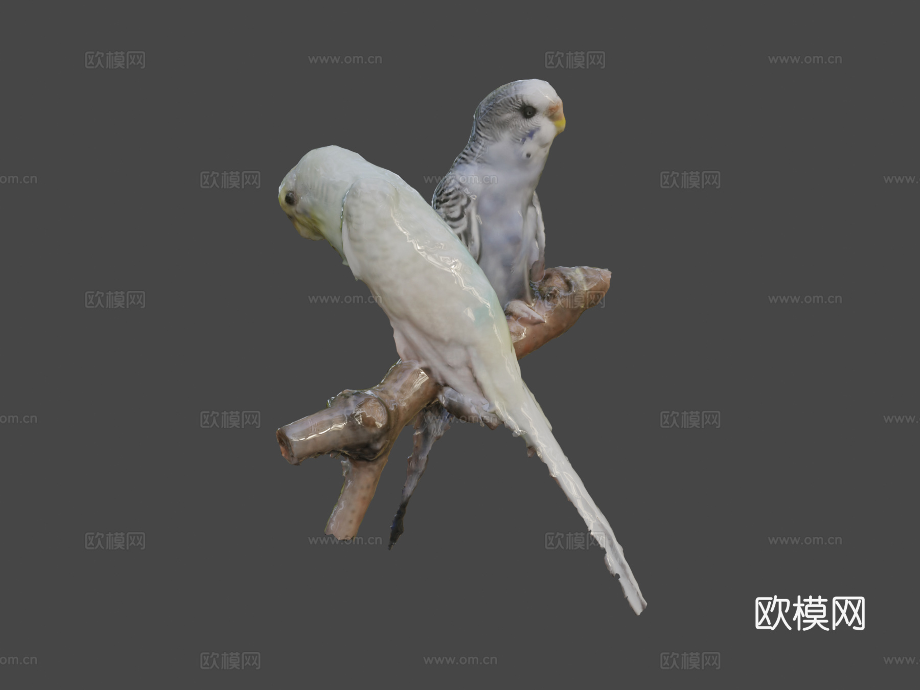 两只长尾鹦鹉带声音3d模型下载（渲染图7）