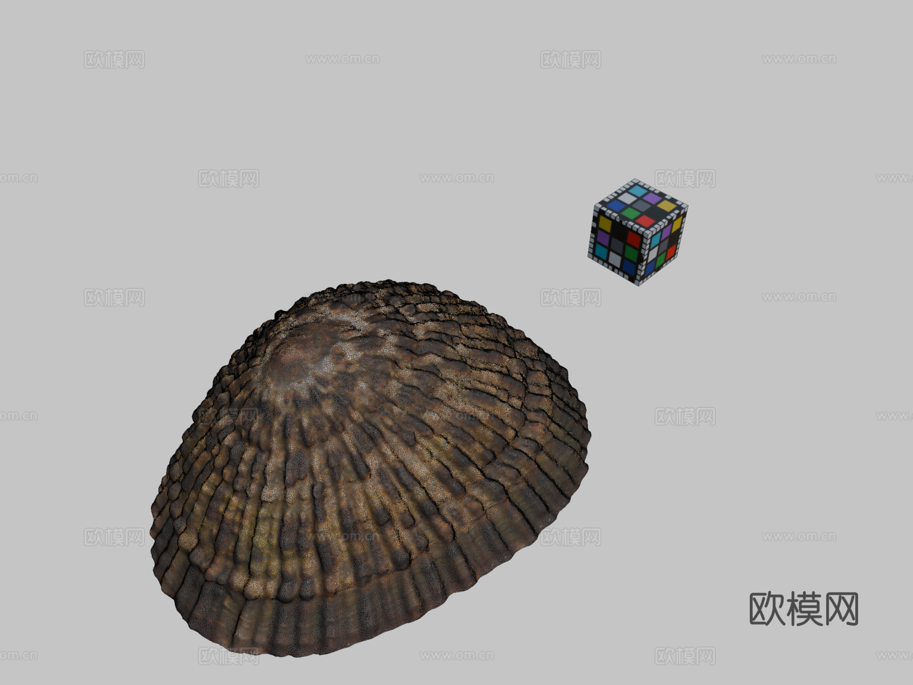 CC0琥珀伞日本格氏帽贝C.grata3d模型下载（渲染图2）