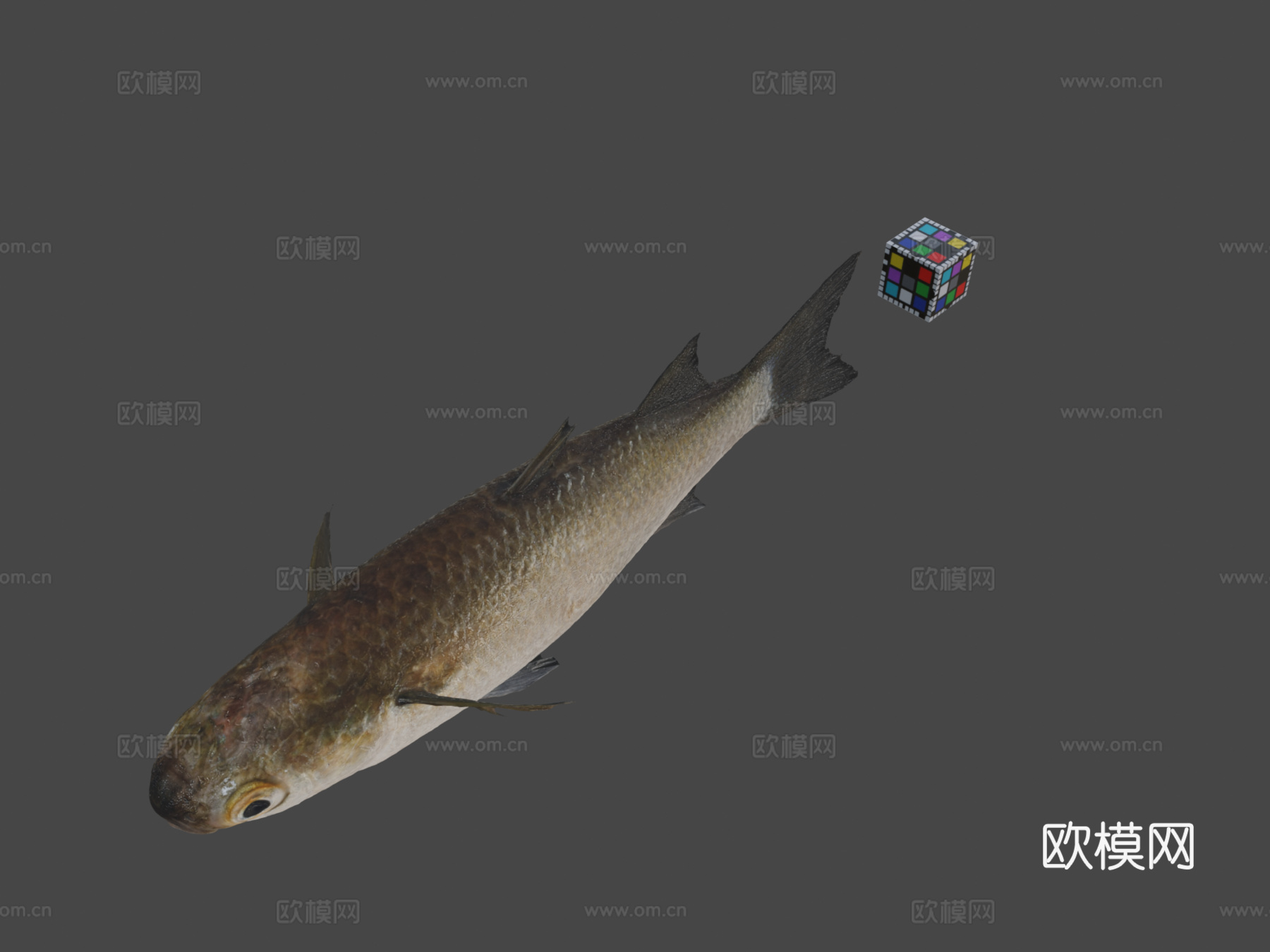CC0大鳞鲻鱼3d模型下载（渲染图1）