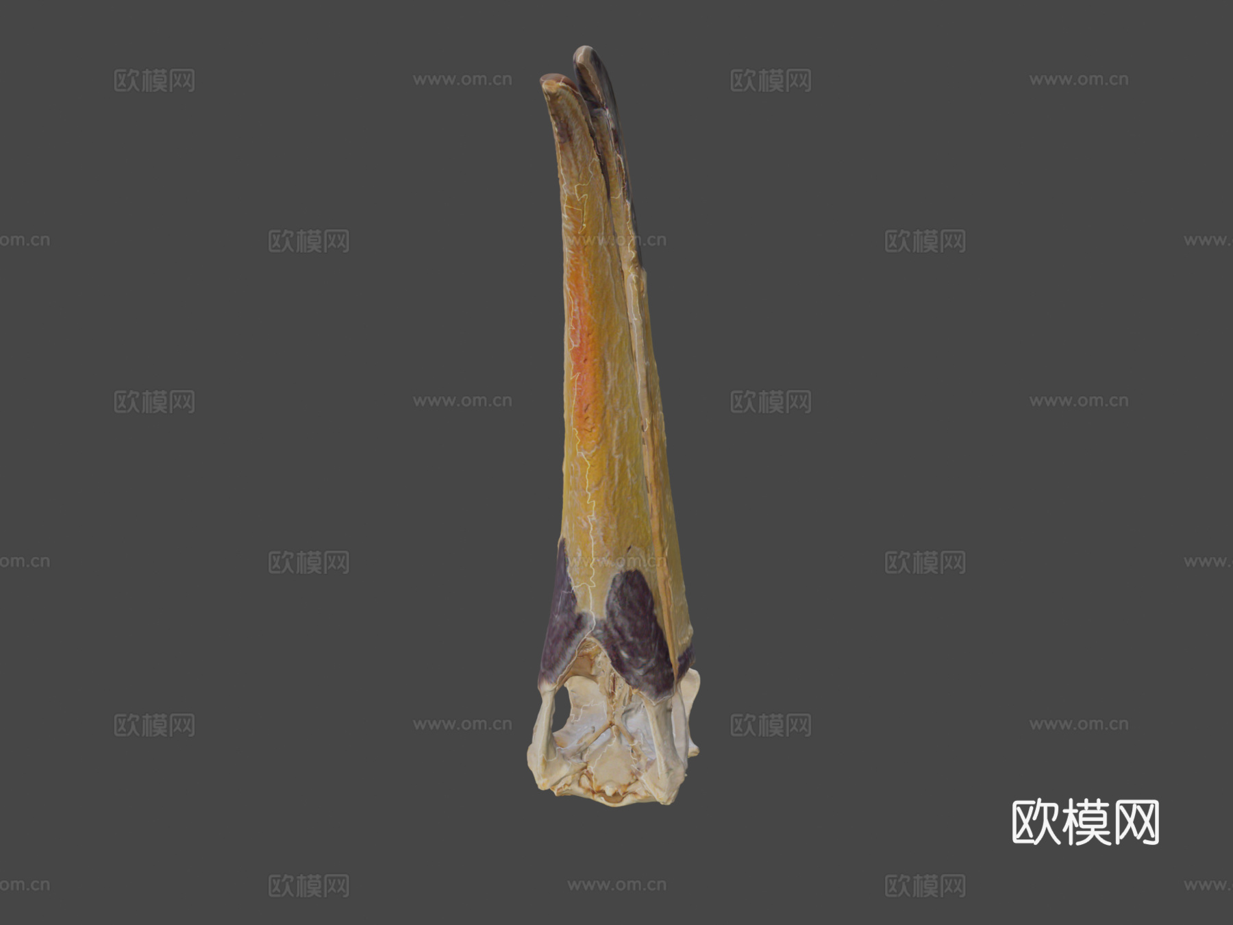 巨嘴鸟托哥巨嘴鸟3d模型下载（渲染图6）