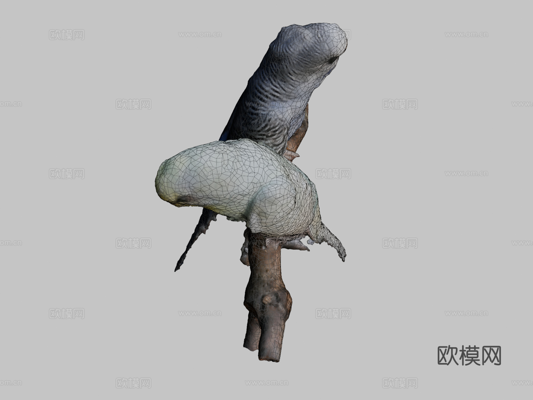 两只长尾鹦鹉带声音3d模型下载（渲染图2）