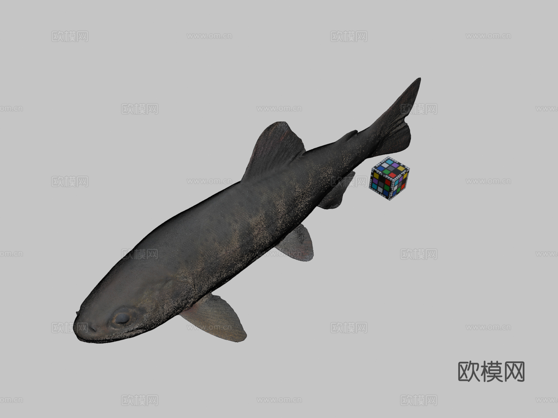 CC0山女樱鳟3d模型下载（渲染图2）