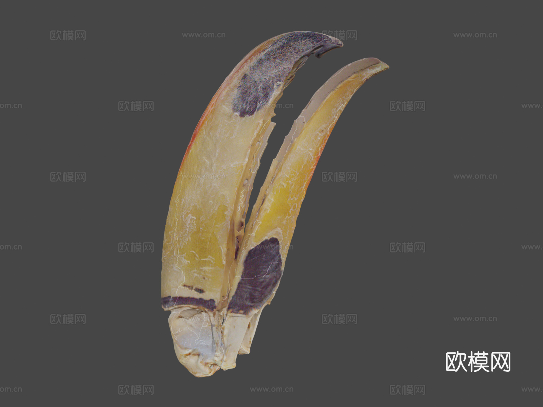 巨嘴鸟托哥巨嘴鸟3d模型下载（渲染图8）