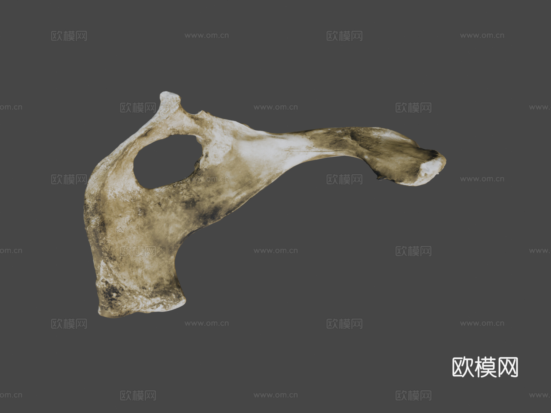 牛科髋骨3d模型下载（渲染图7）
