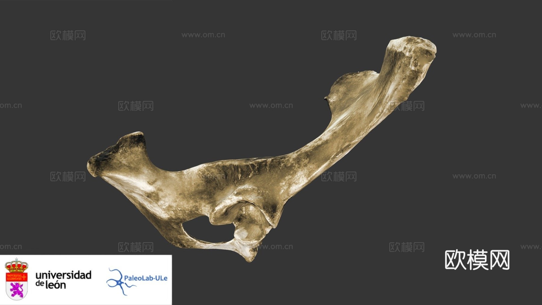牛科髋骨3d模型下载（渲染图1）