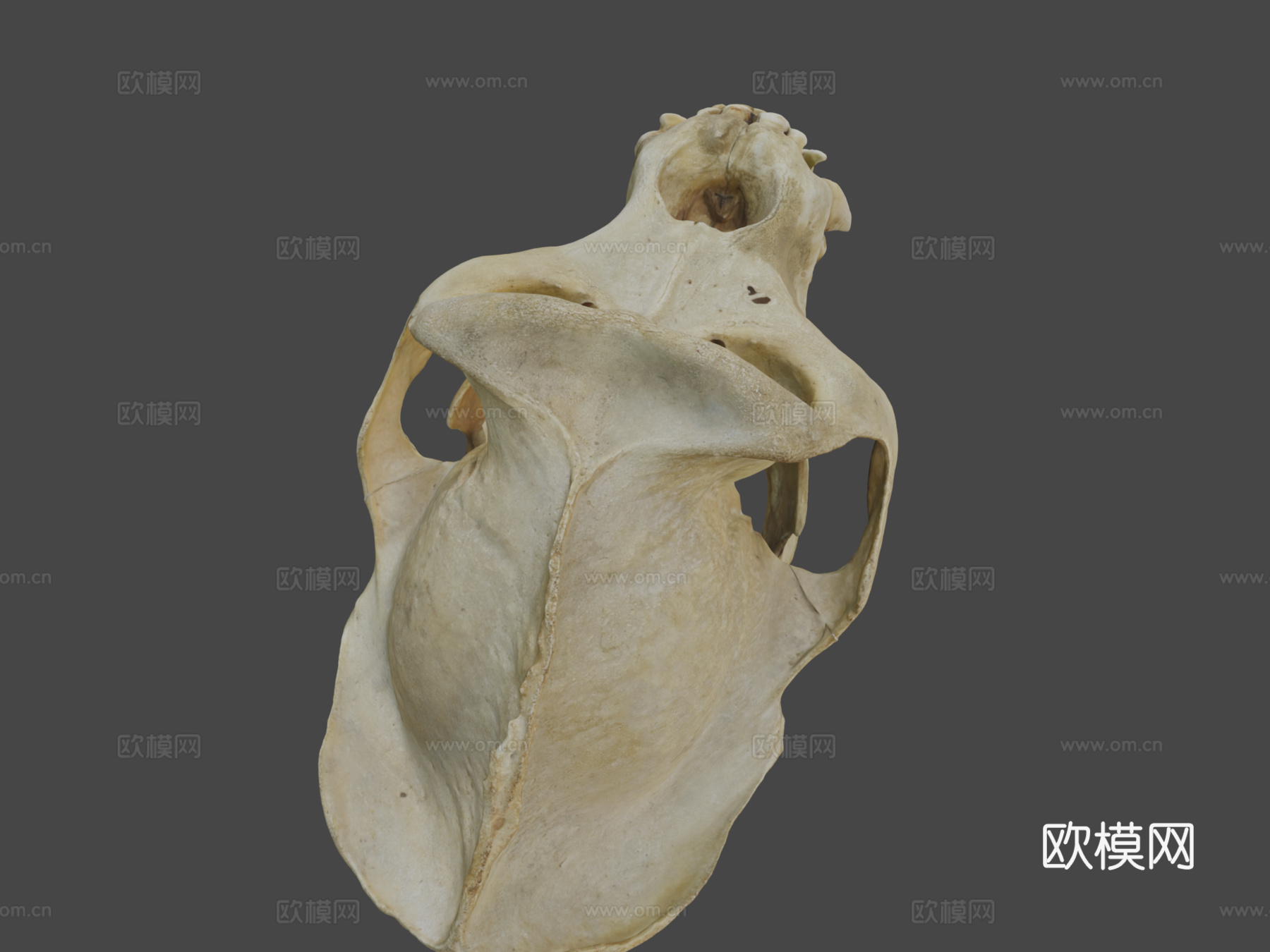 西部低地大猩猩3d模型下载（渲染图8）