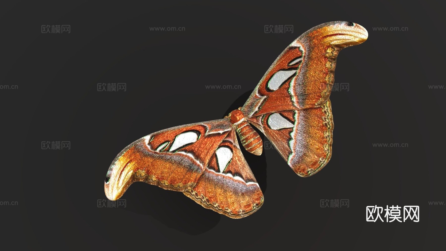 阿特拉斯蛾蝴蝶蛾3d模型下载（渲染图1）