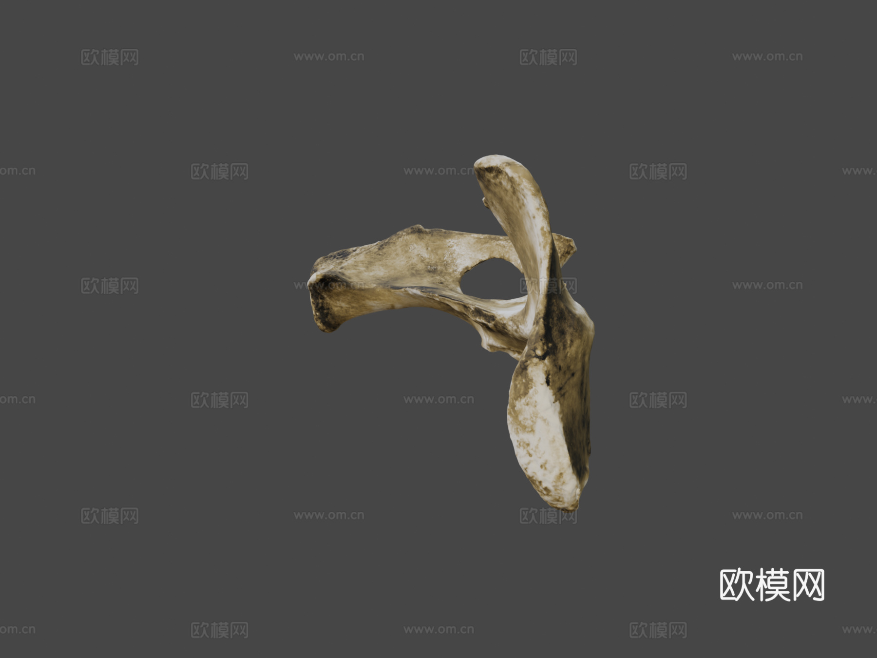 牛科髋骨3d模型下载（渲染图5）