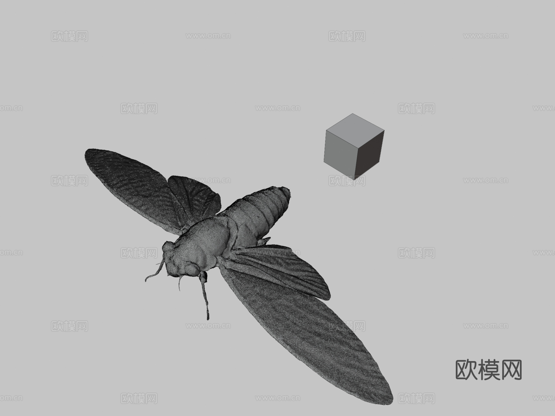 CC0 ツクツクボウシ  月月步行者蝉3d模型下载（渲染图3）