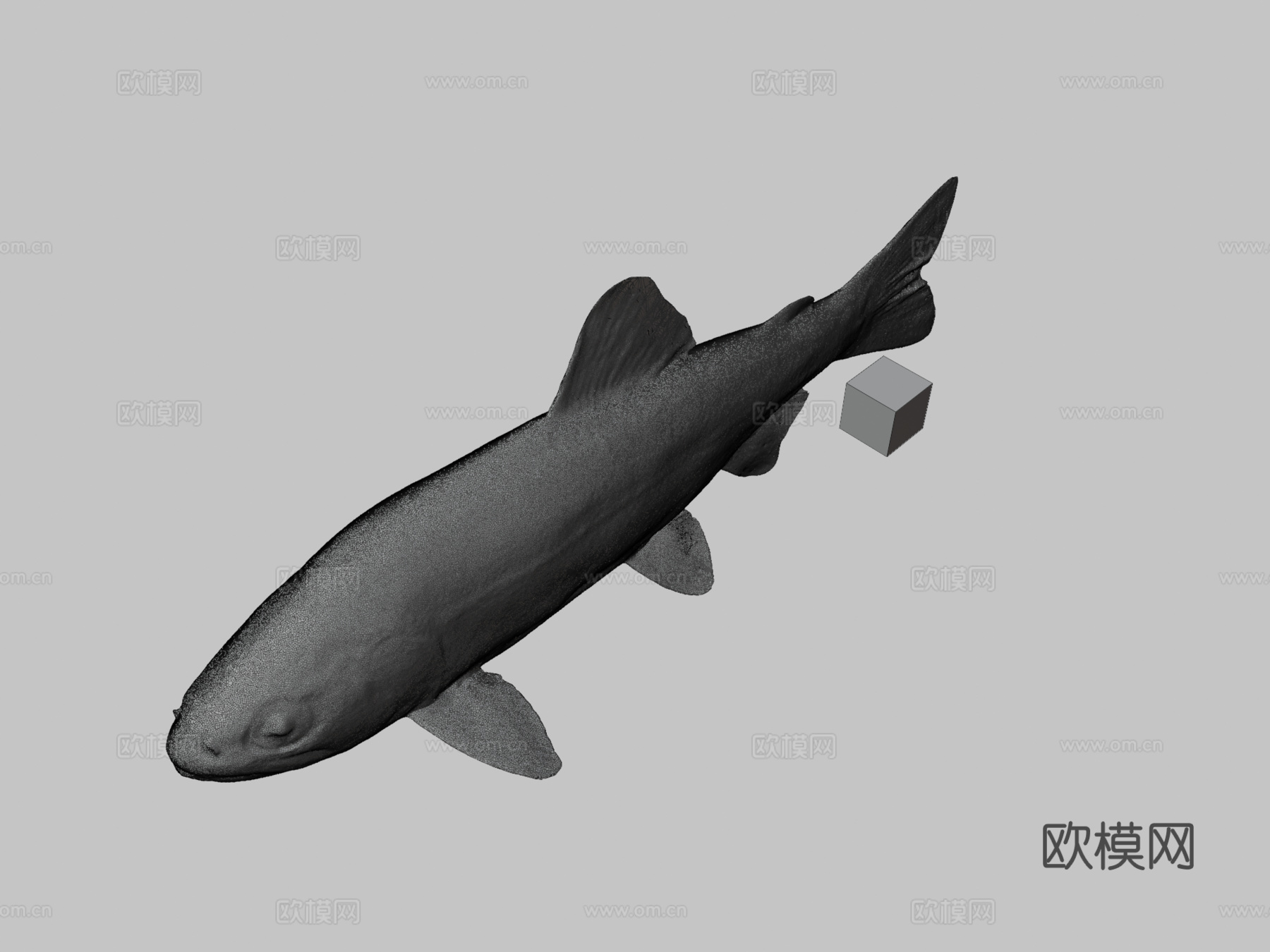 CC0山女樱鳟3d模型下载（渲染图3）