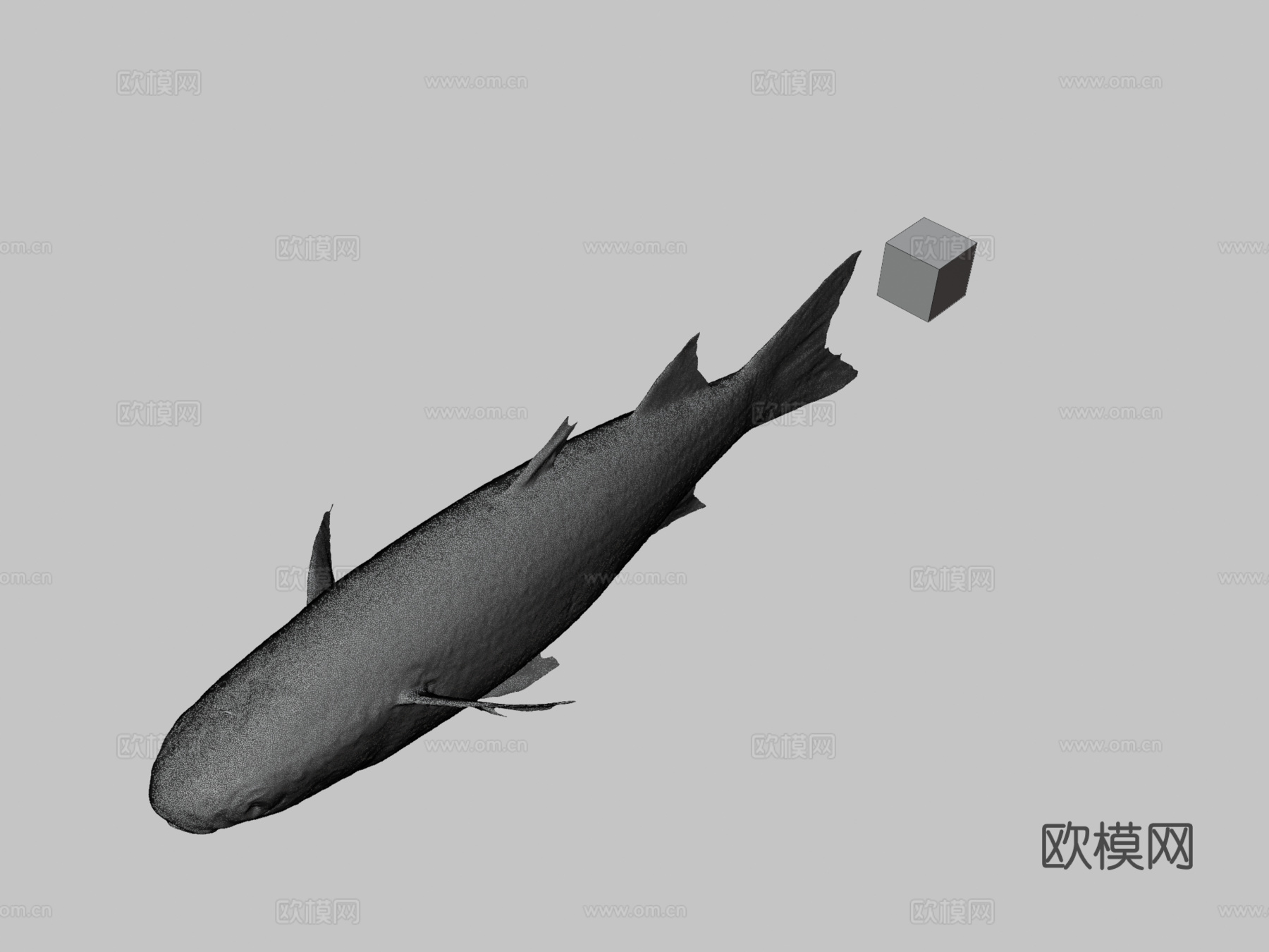 CC0大鳞鲻鱼3d模型下载（渲染图3）