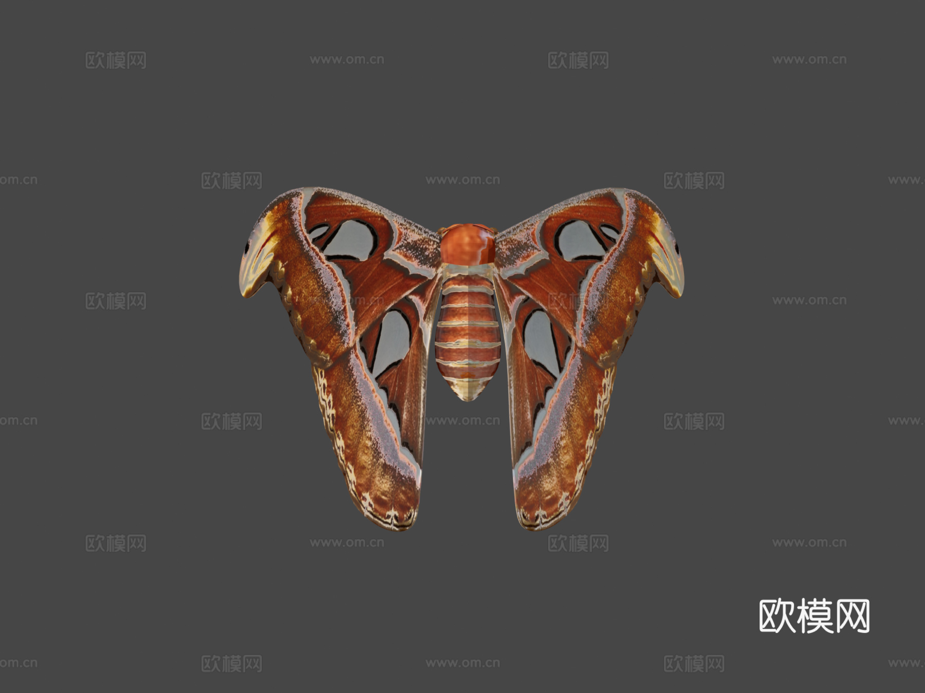 阿特拉斯蛾蝴蝶蛾3d模型下载（渲染图7）