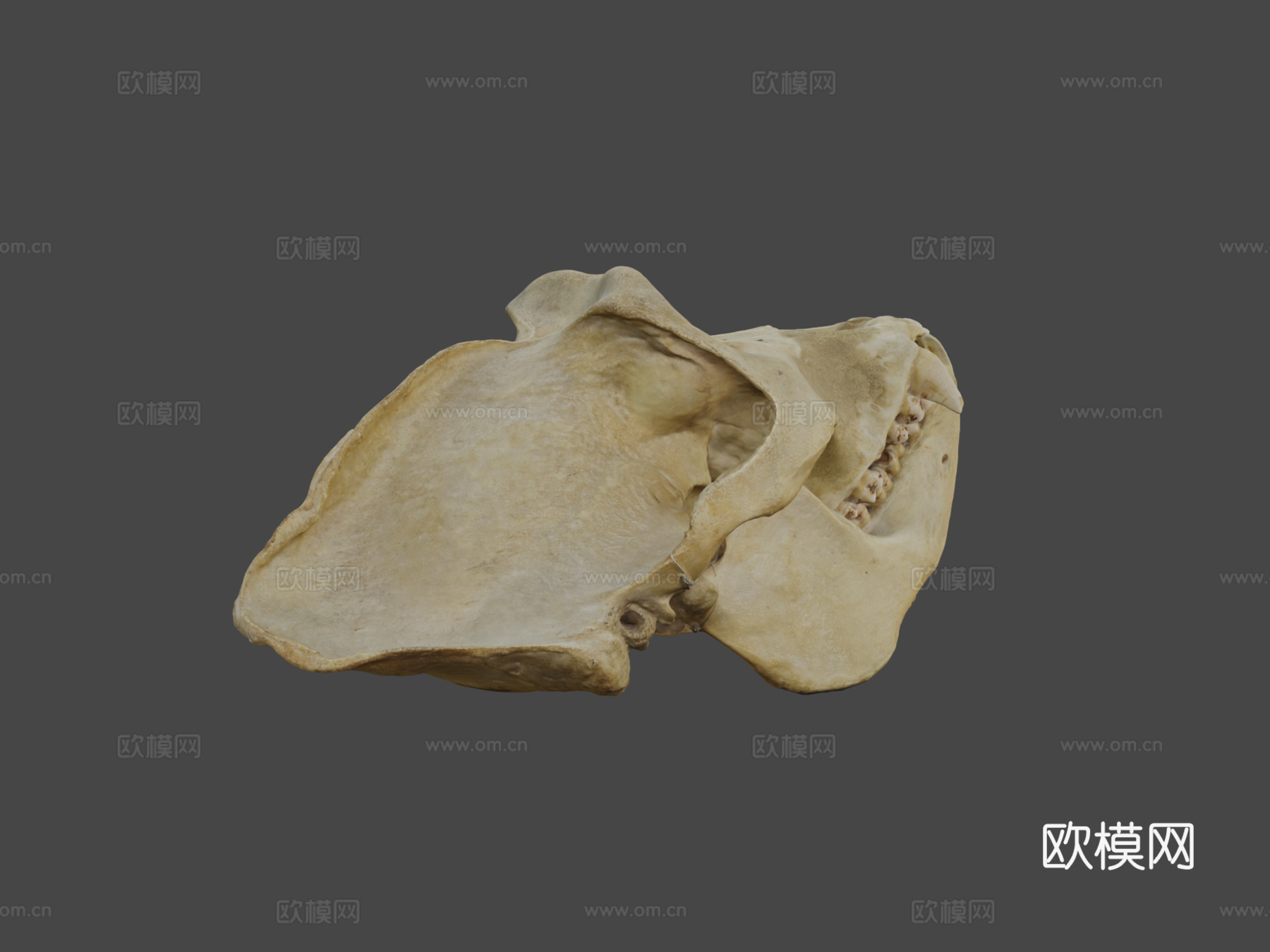 西部低地大猩猩3d模型下载（渲染图6）