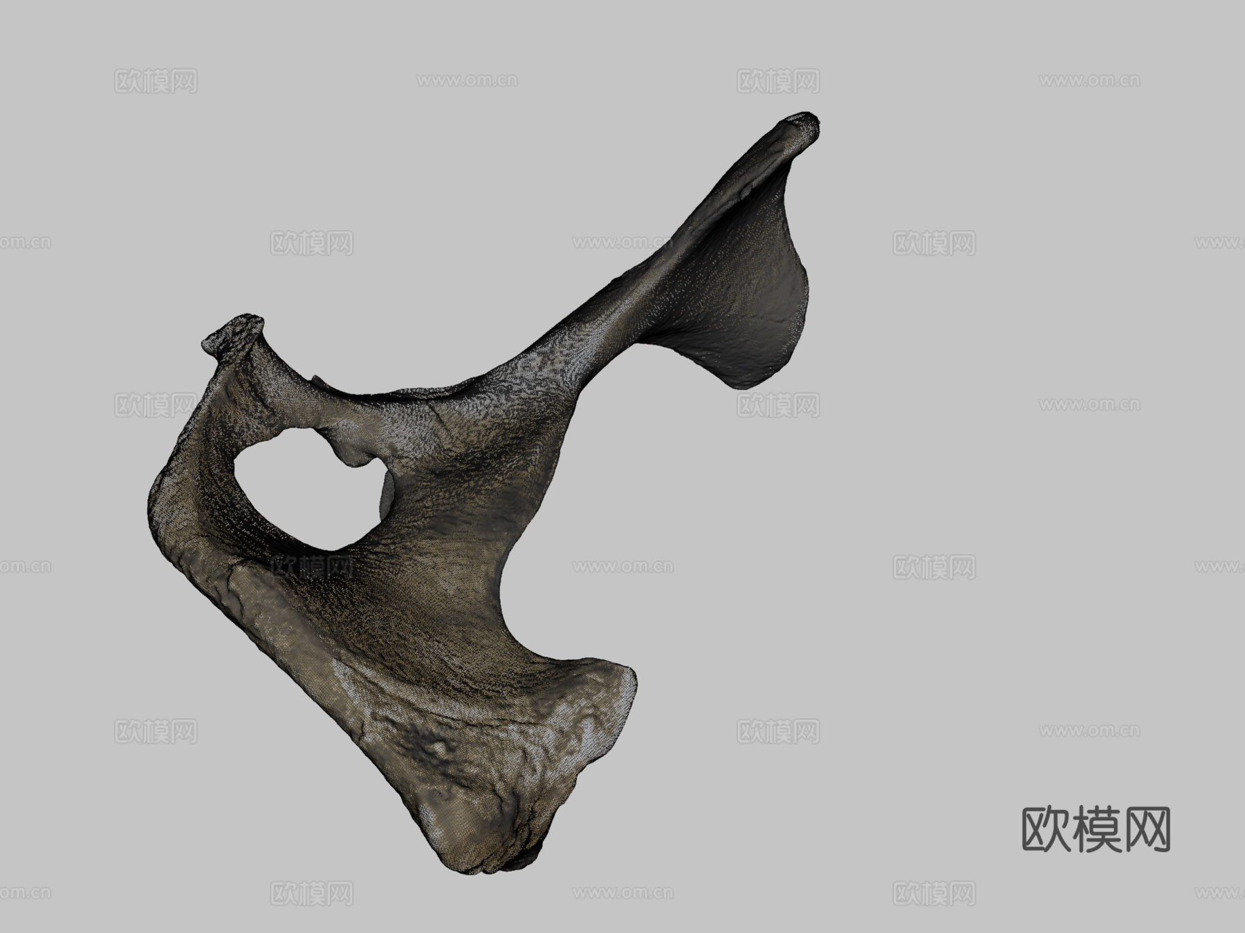牛科髋骨3d模型下载（渲染图2）