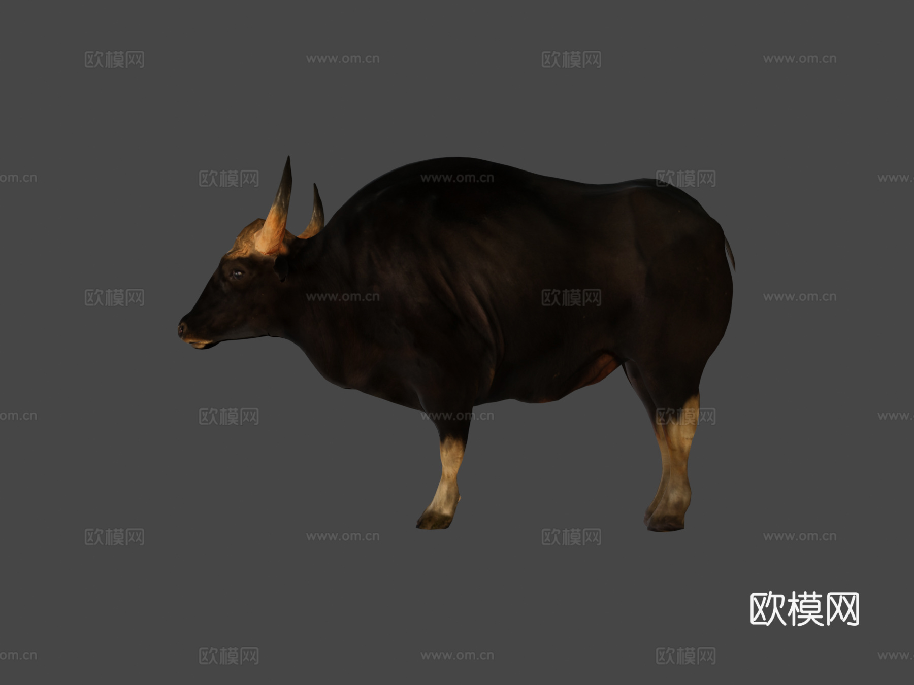 马来亚印度野牛濒危3d模型下载（渲染图8）