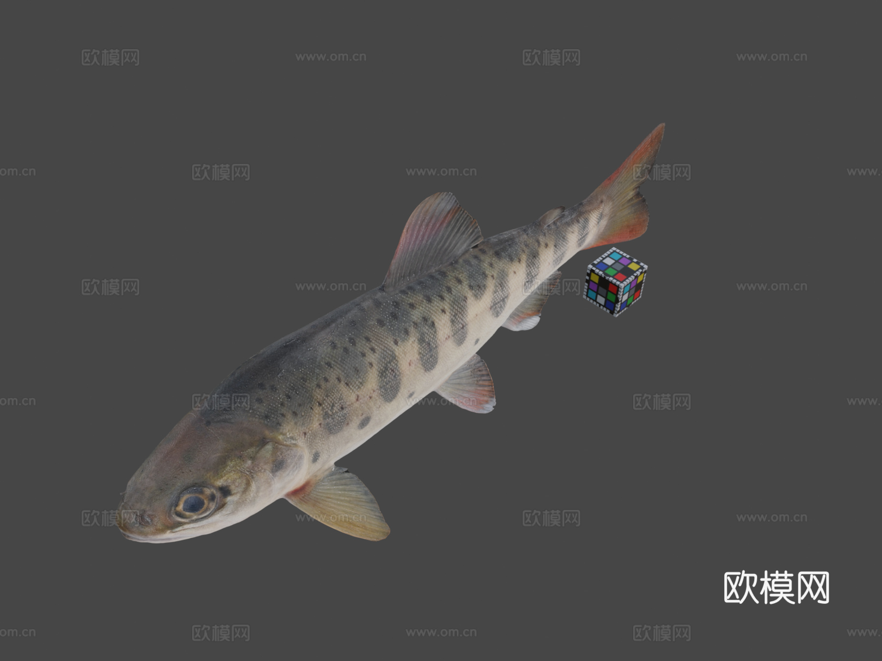 CC0山女樱鳟3d模型下载（渲染图1）