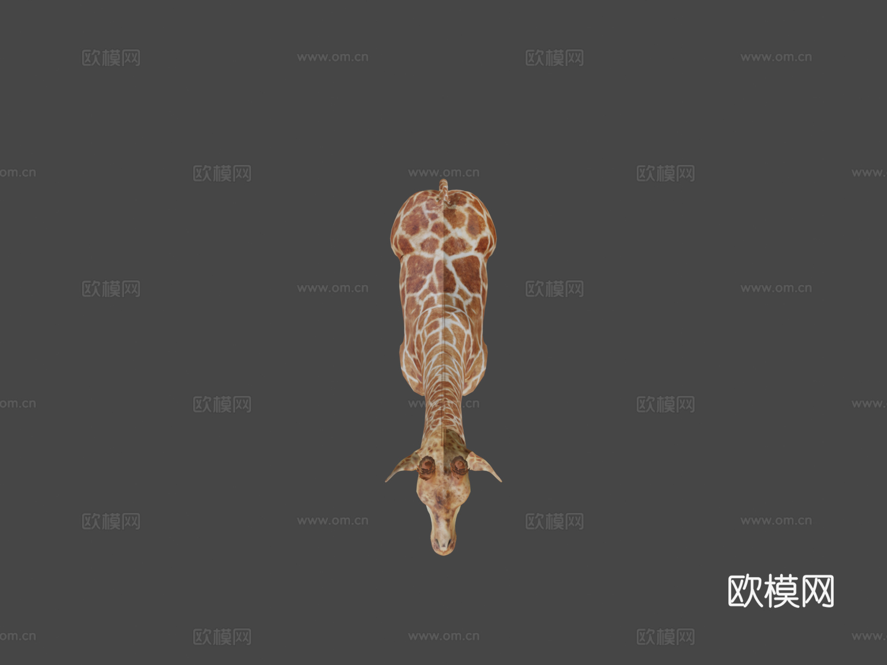 闪亮长颈鹿3d模型下载（渲染图5）