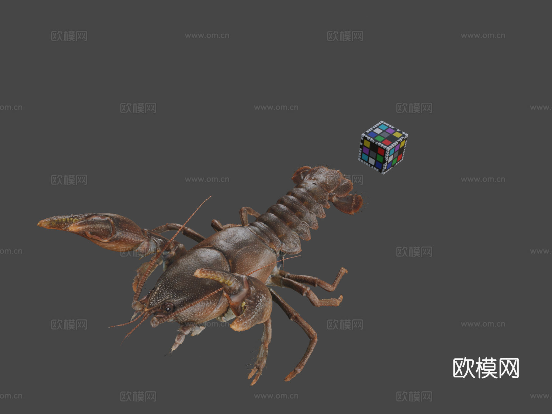 CC0日本蝲蛄日本螯虾C.japonicus3d模型下载（渲染图1）