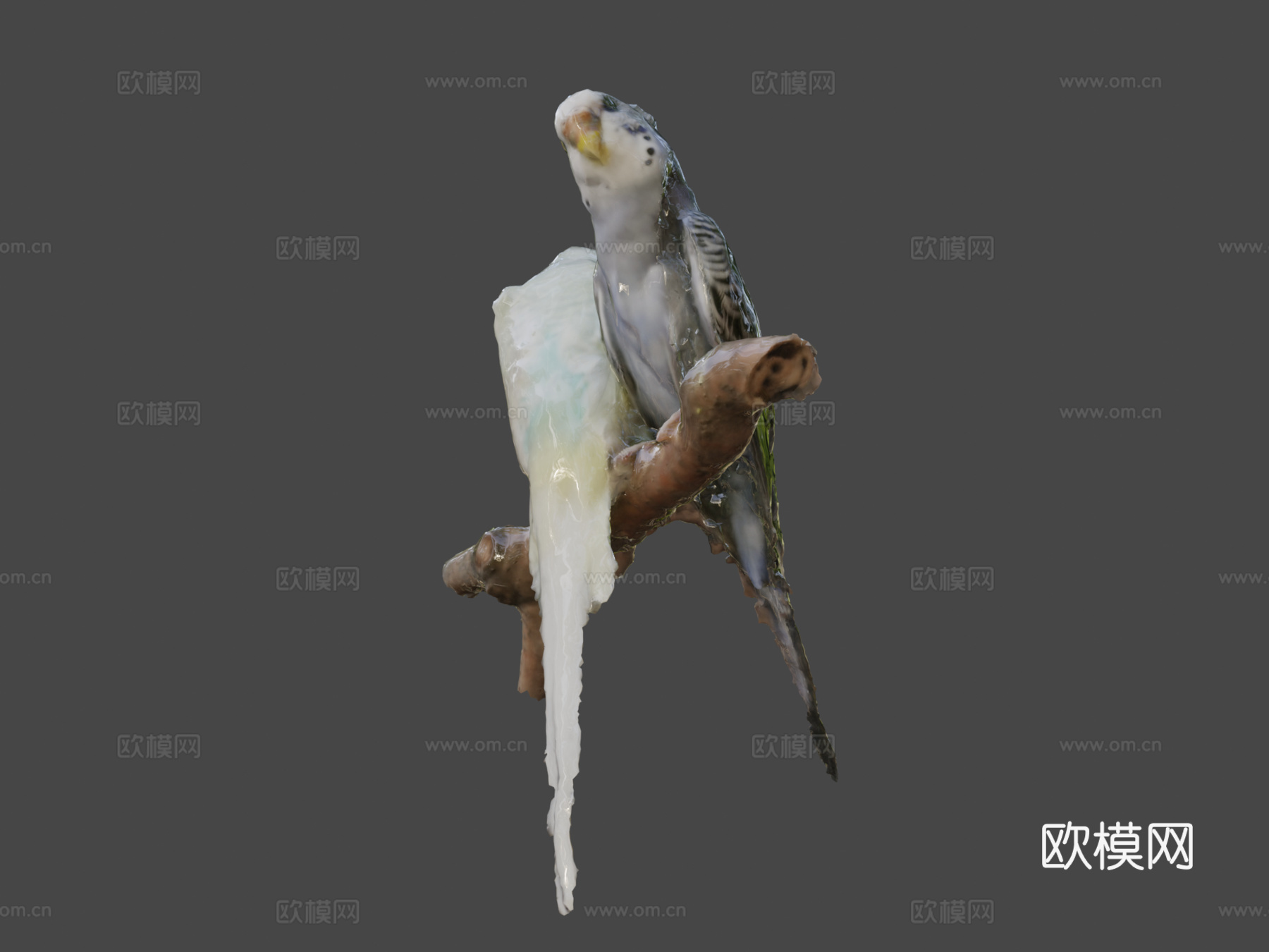 两只长尾鹦鹉带声音3d模型下载（渲染图6）