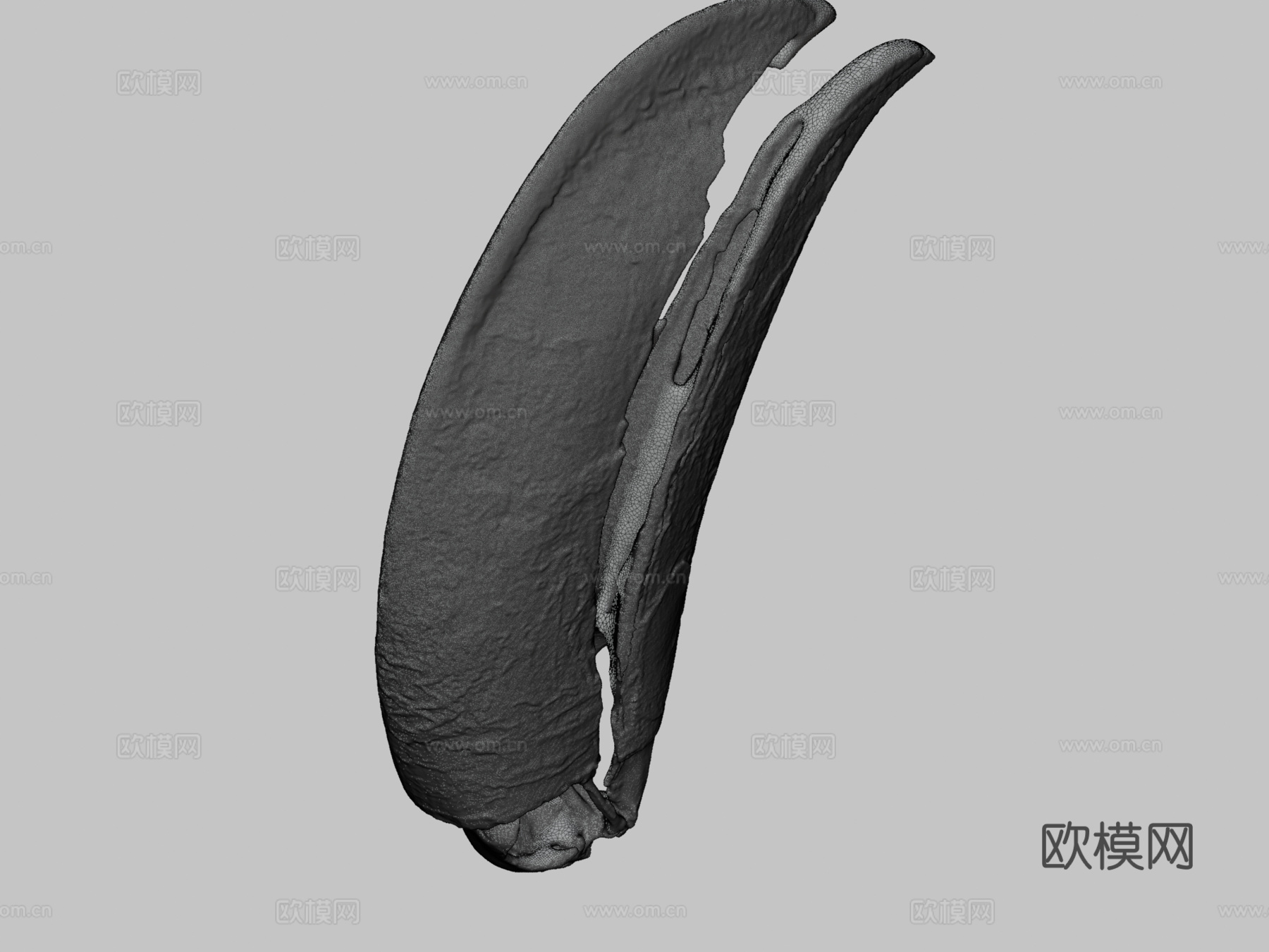 巨嘴鸟托哥巨嘴鸟3d模型下载（渲染图3）