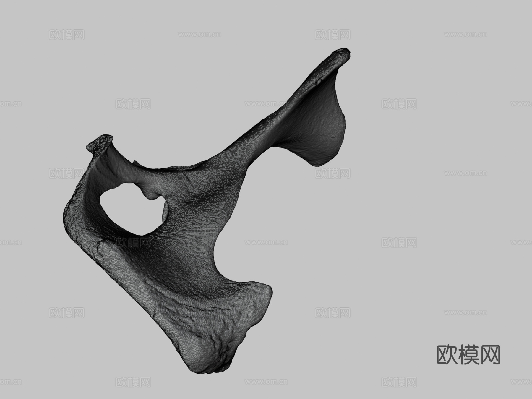 牛科髋骨3d模型下载（渲染图3）