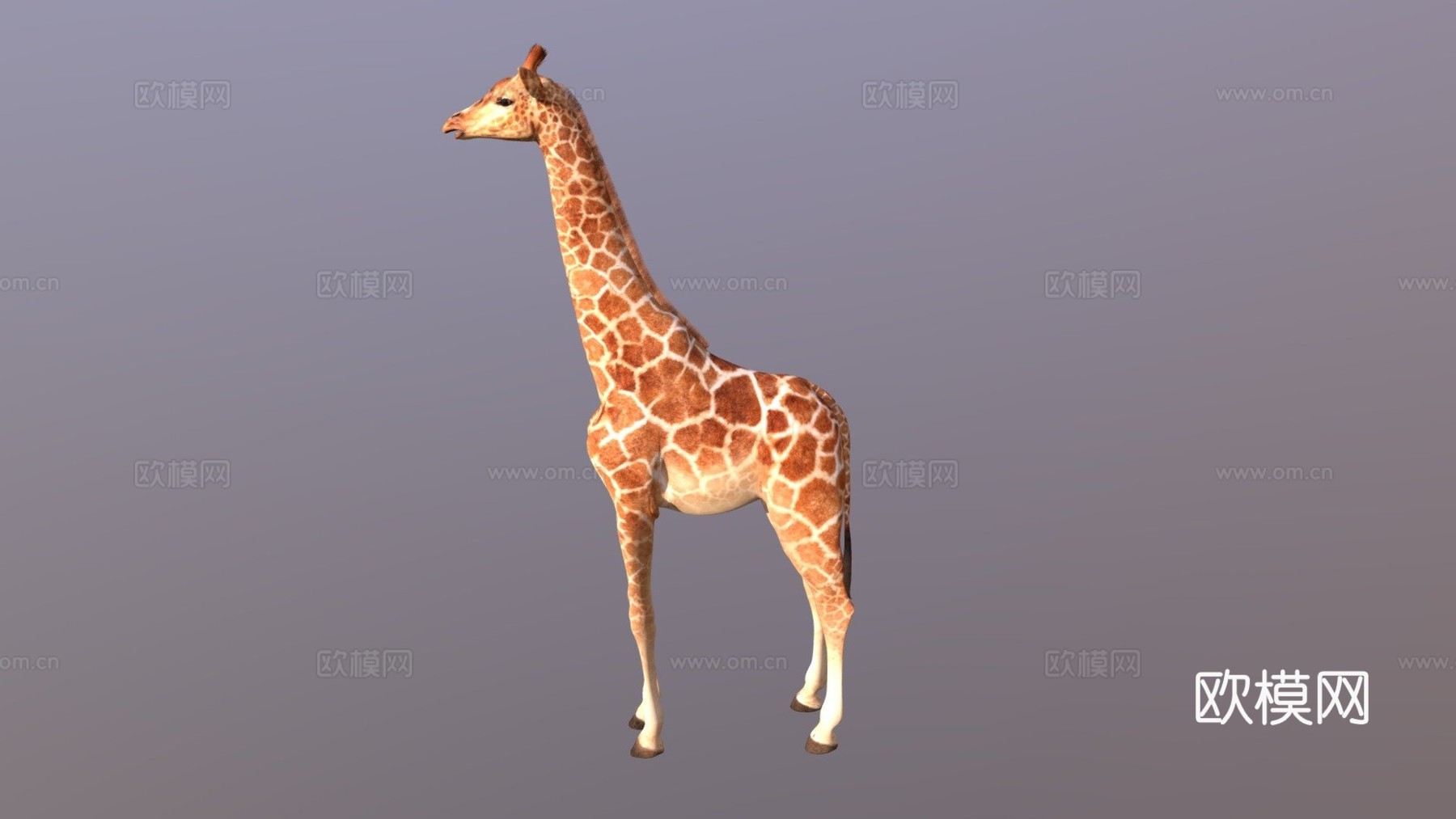 闪亮长颈鹿3d模型下载（渲染图1）