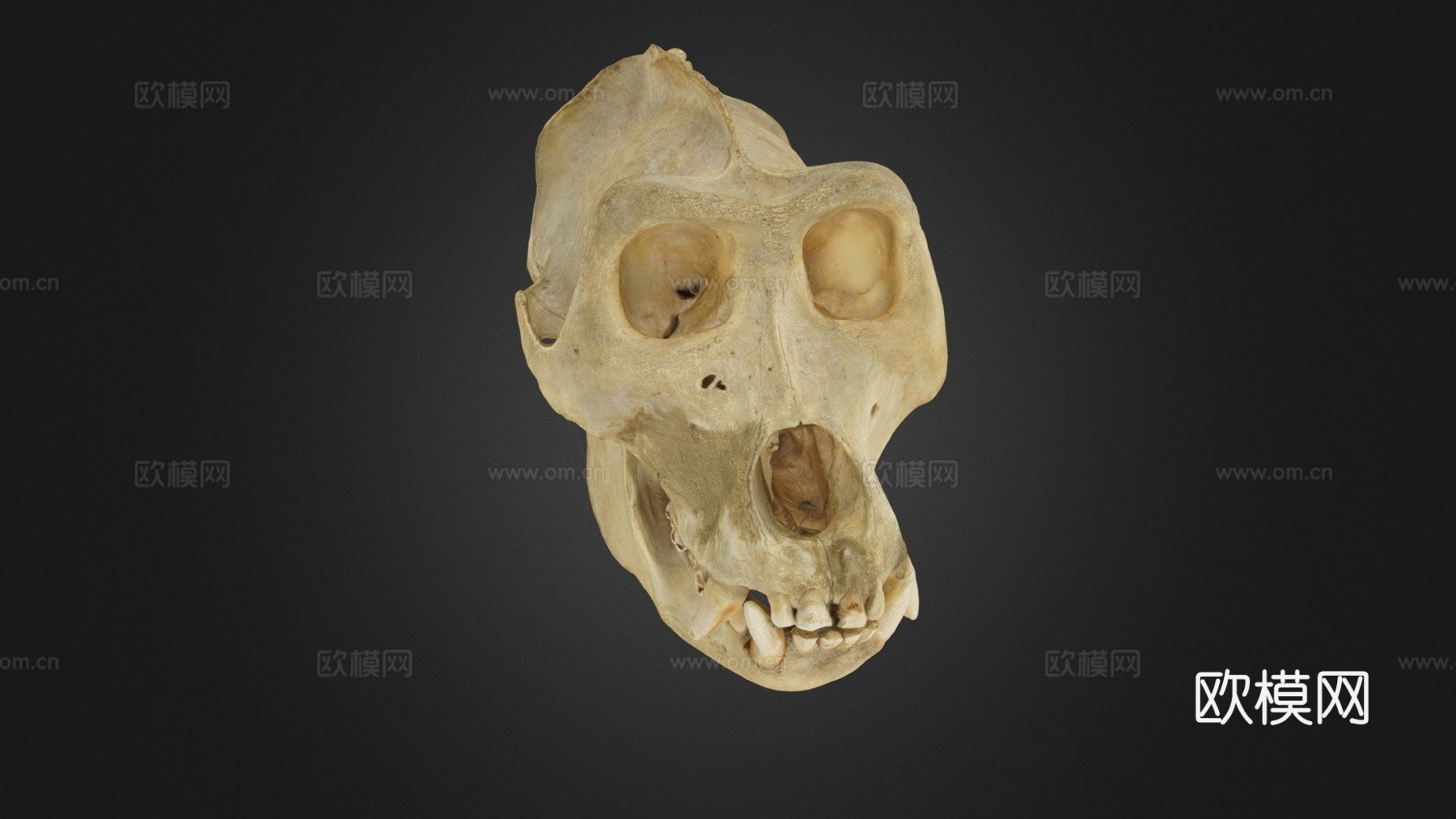 西部低地大猩猩3d模型下载（渲染图1）