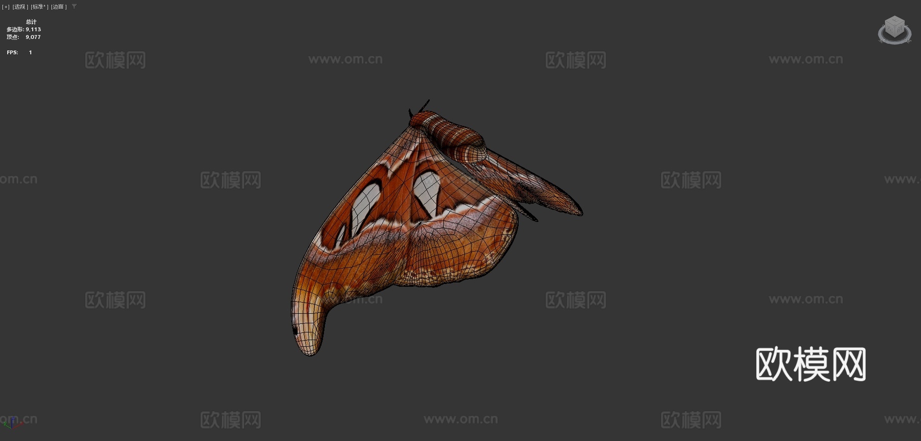 阿特拉斯蛾蝴蝶蛾3d模型下载（渲染图4）