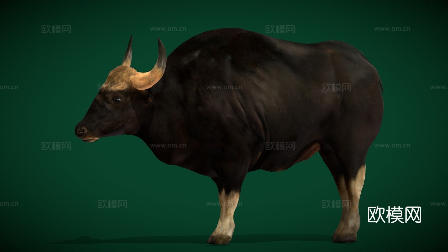 马来亚印度野牛濒危3d模型下载（渲染图1）