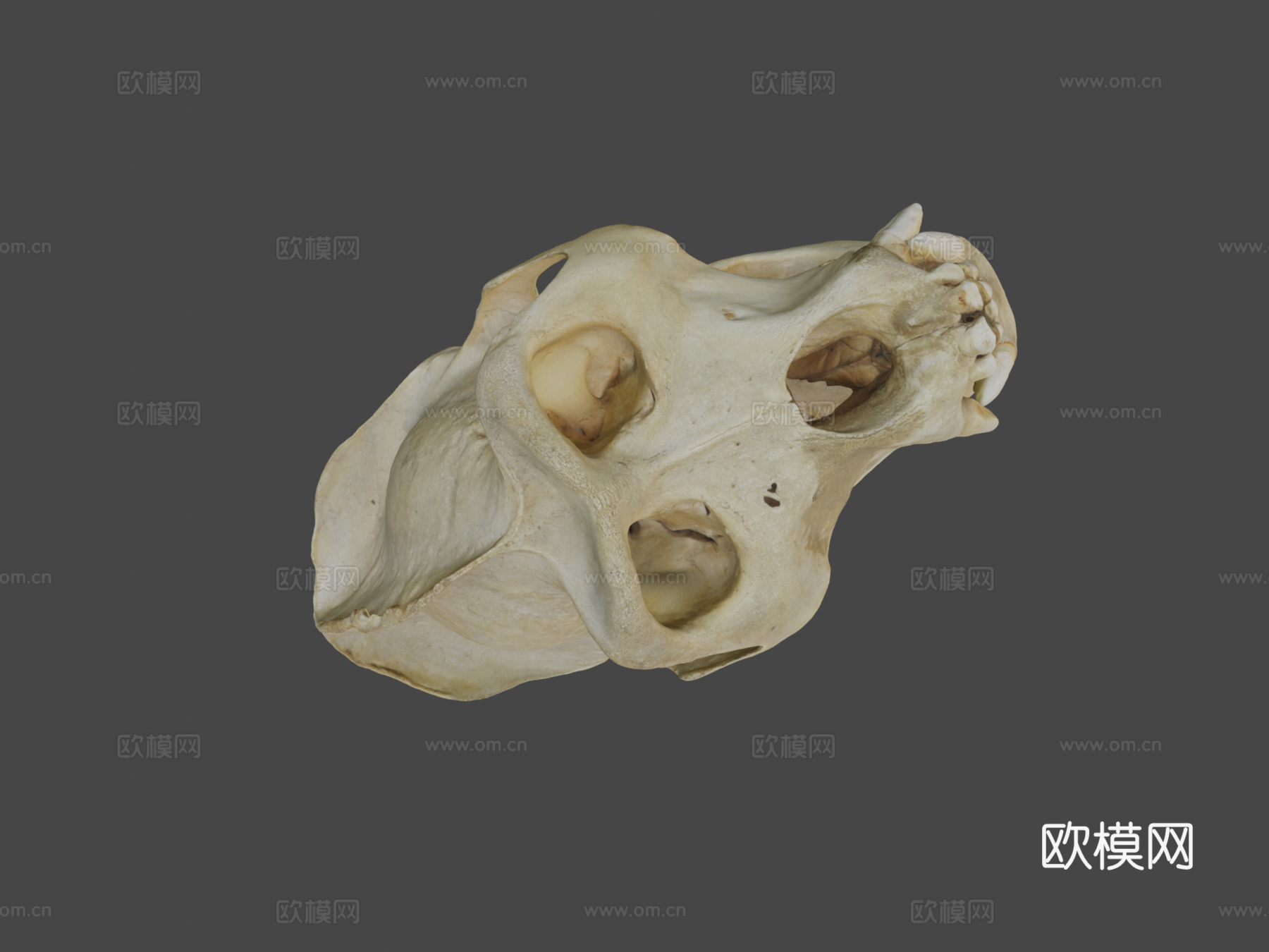 西部低地大猩猩3d模型下载（渲染图7）