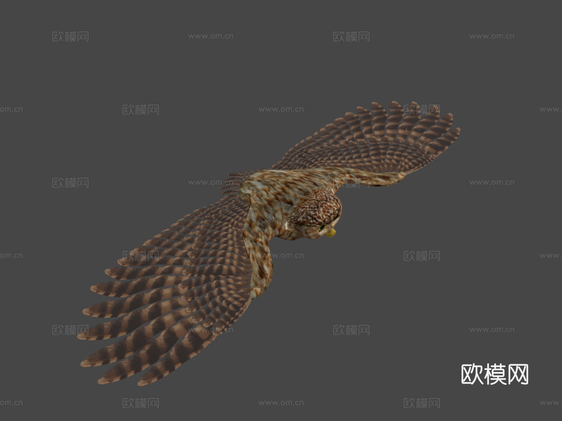 猫头鹰3d模型下载（渲染图7）