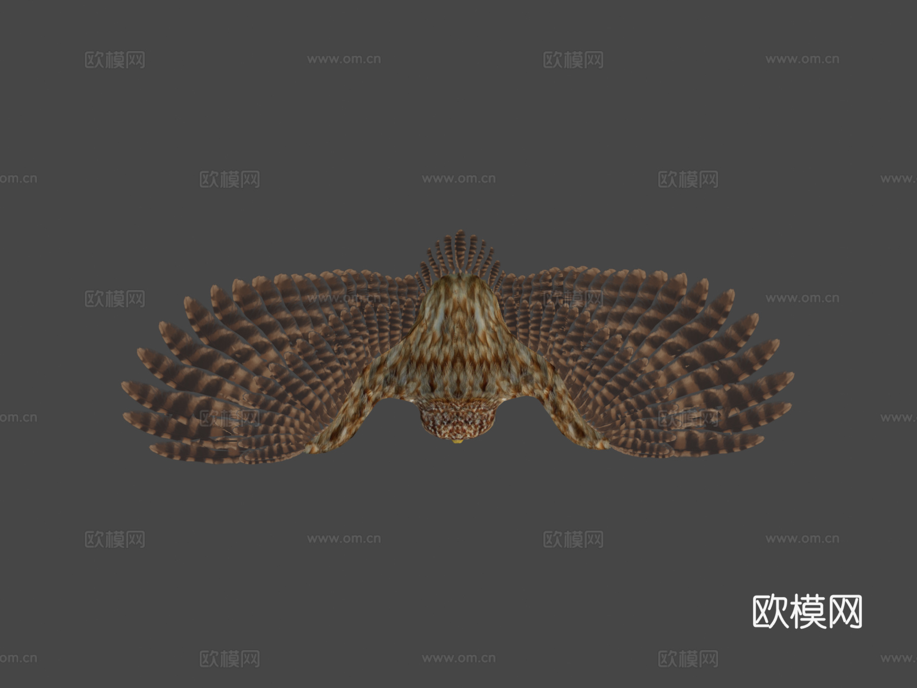 猫头鹰3d模型下载（渲染图8）