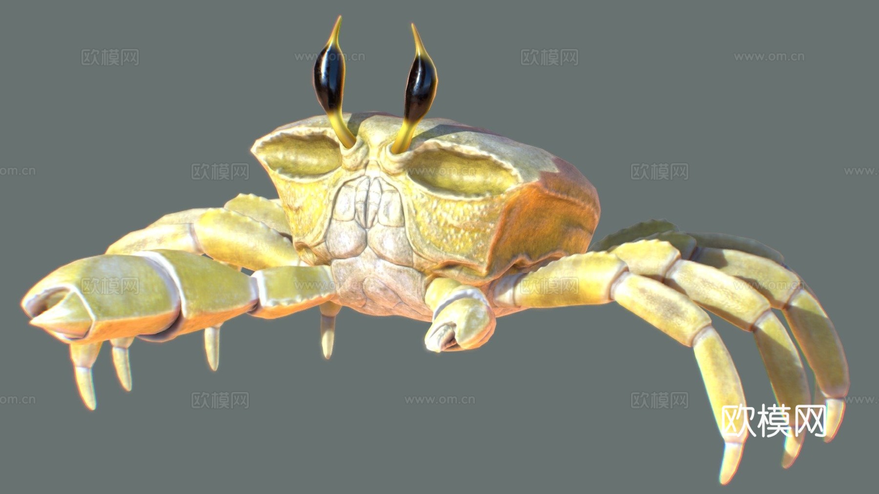 幽灵蟹3d模型下载（渲染图1）