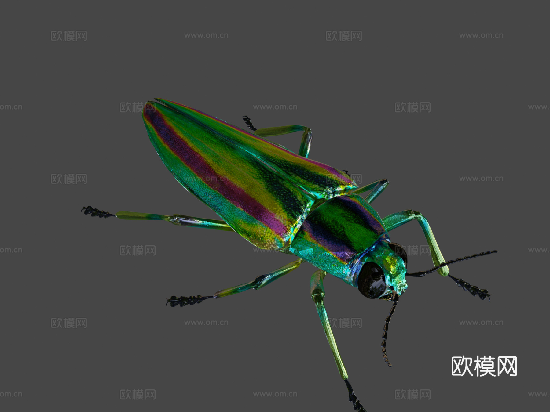 艳金龟3d模型下载（渲染图7）