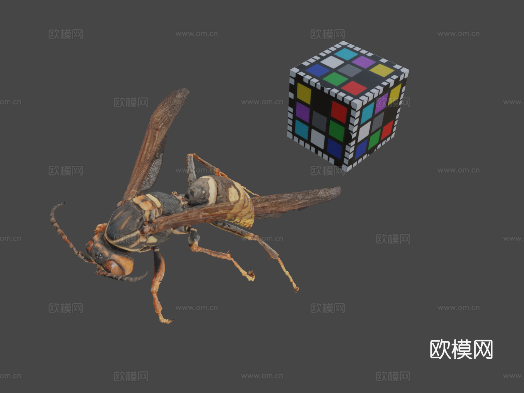 CC0 黑腹长脚蜂  暗腰纸蜂3d模型下载（渲染图1）