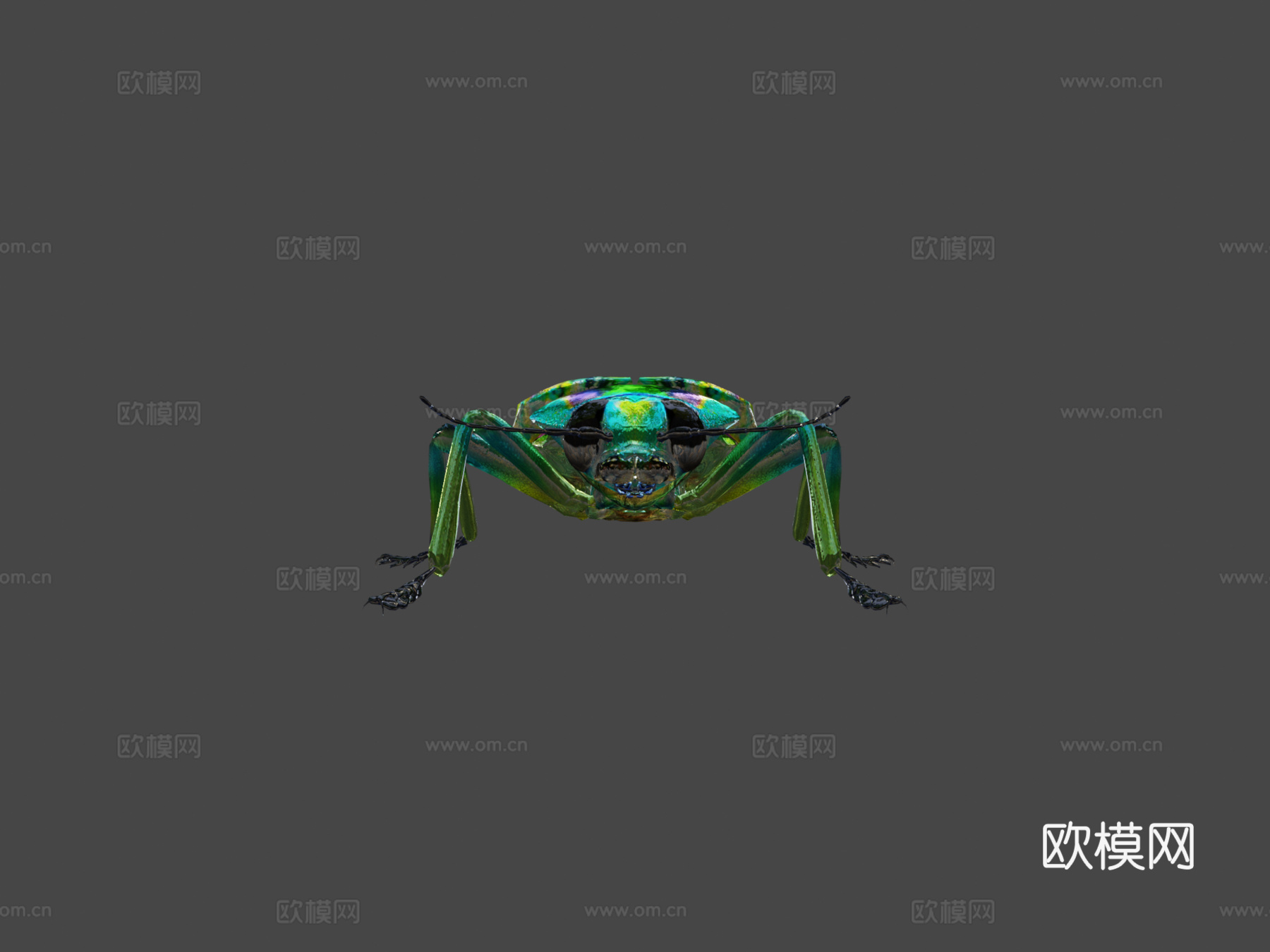 艳金龟3d模型下载（渲染图5）