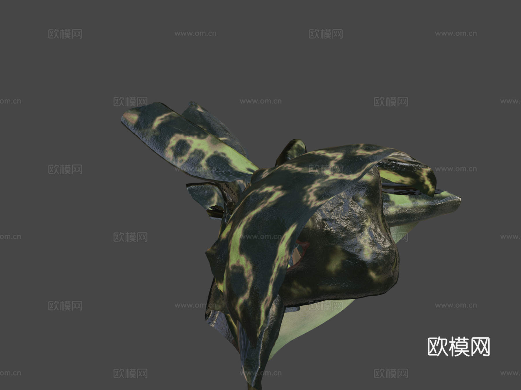 A  里根巴赫芦苇蛙3d模型下载（渲染图7）