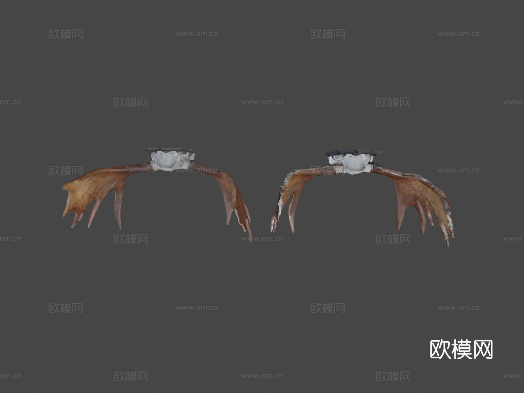 驼鹿角高低多边形扫描3d模型下载（渲染图5）