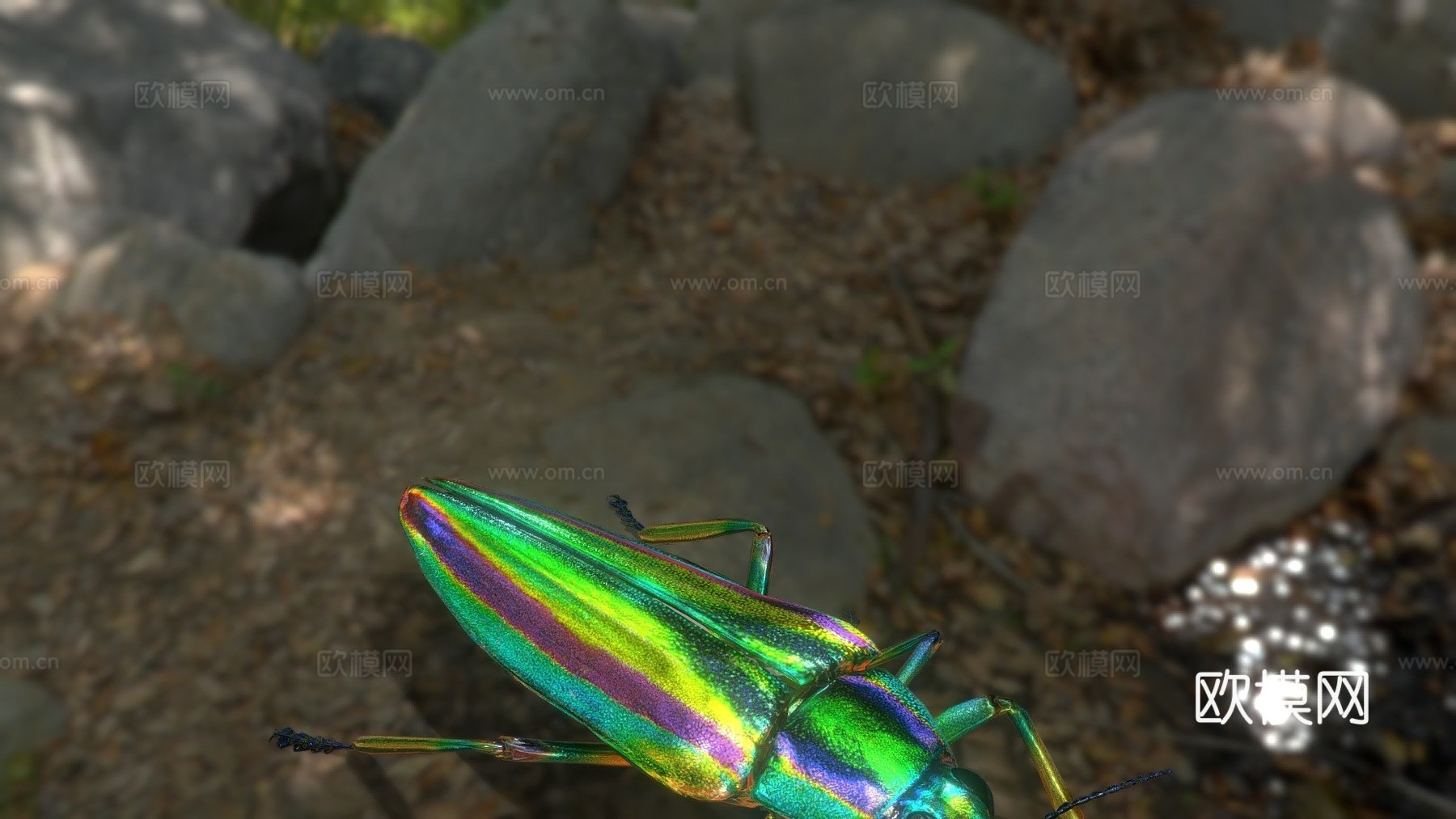 艳金龟3d模型下载（渲染图1）