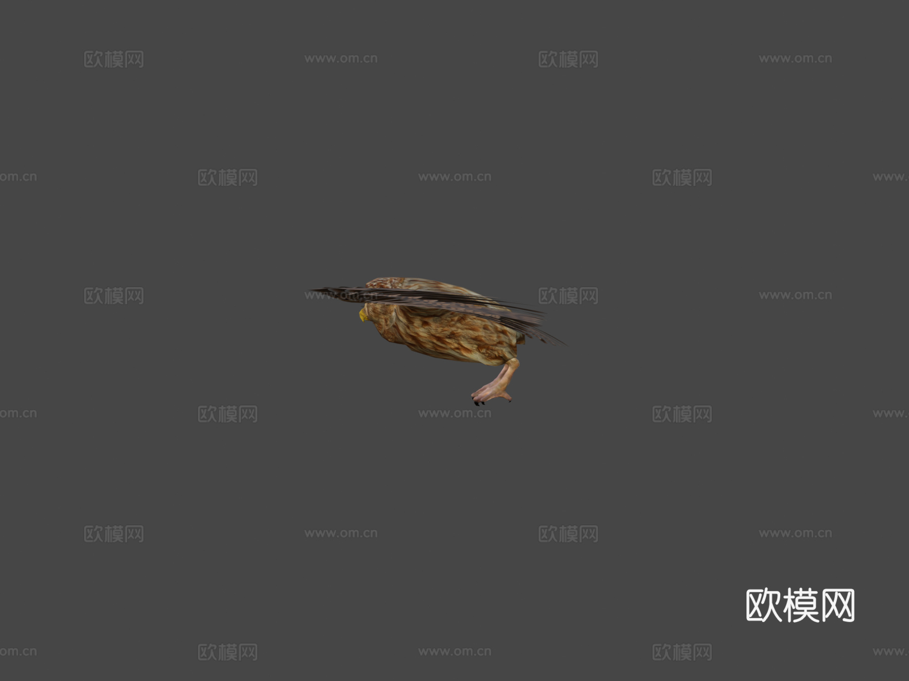 猫头鹰3d模型下载（渲染图5）