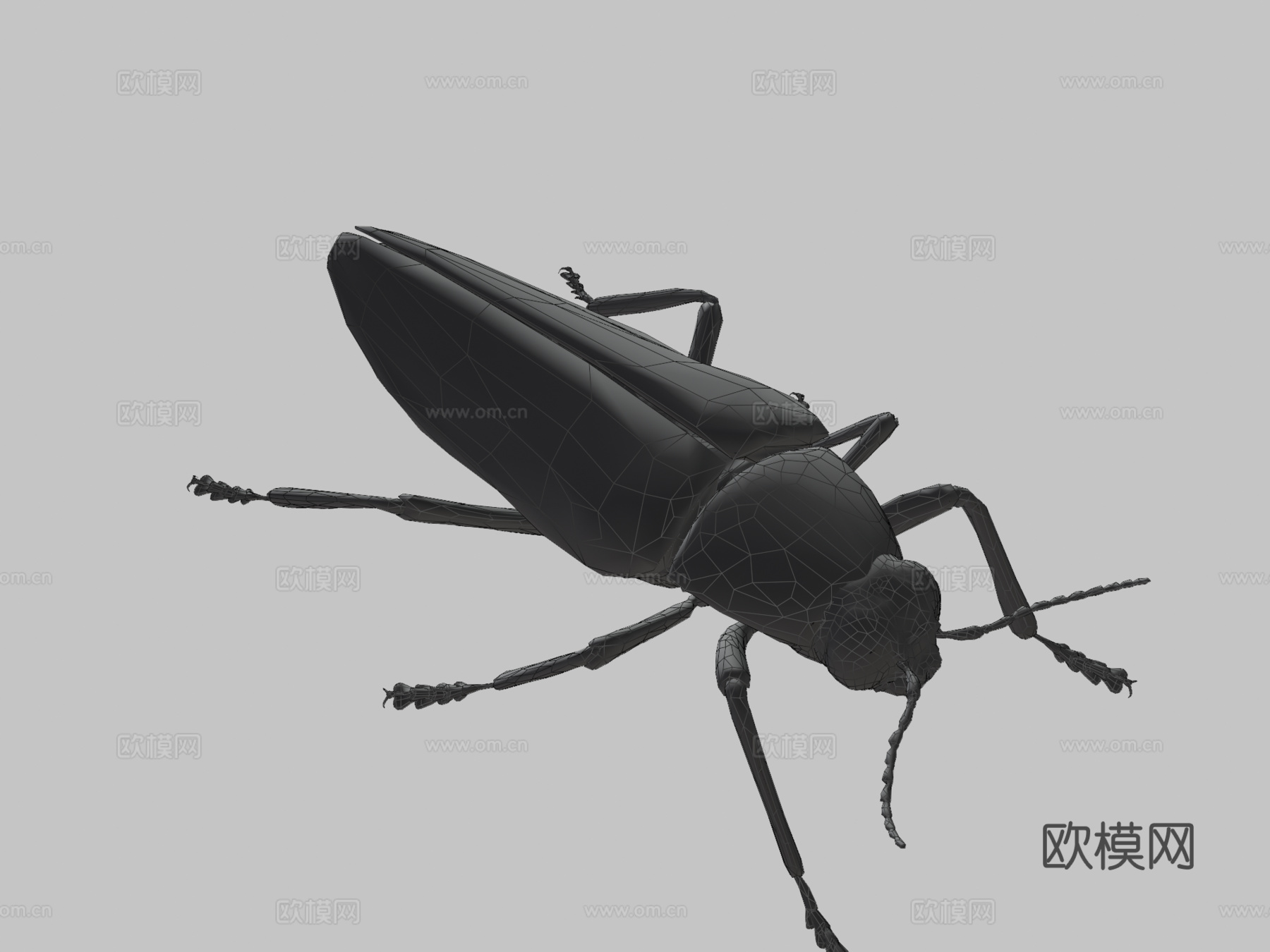 艳金龟3d模型下载（渲染图3）