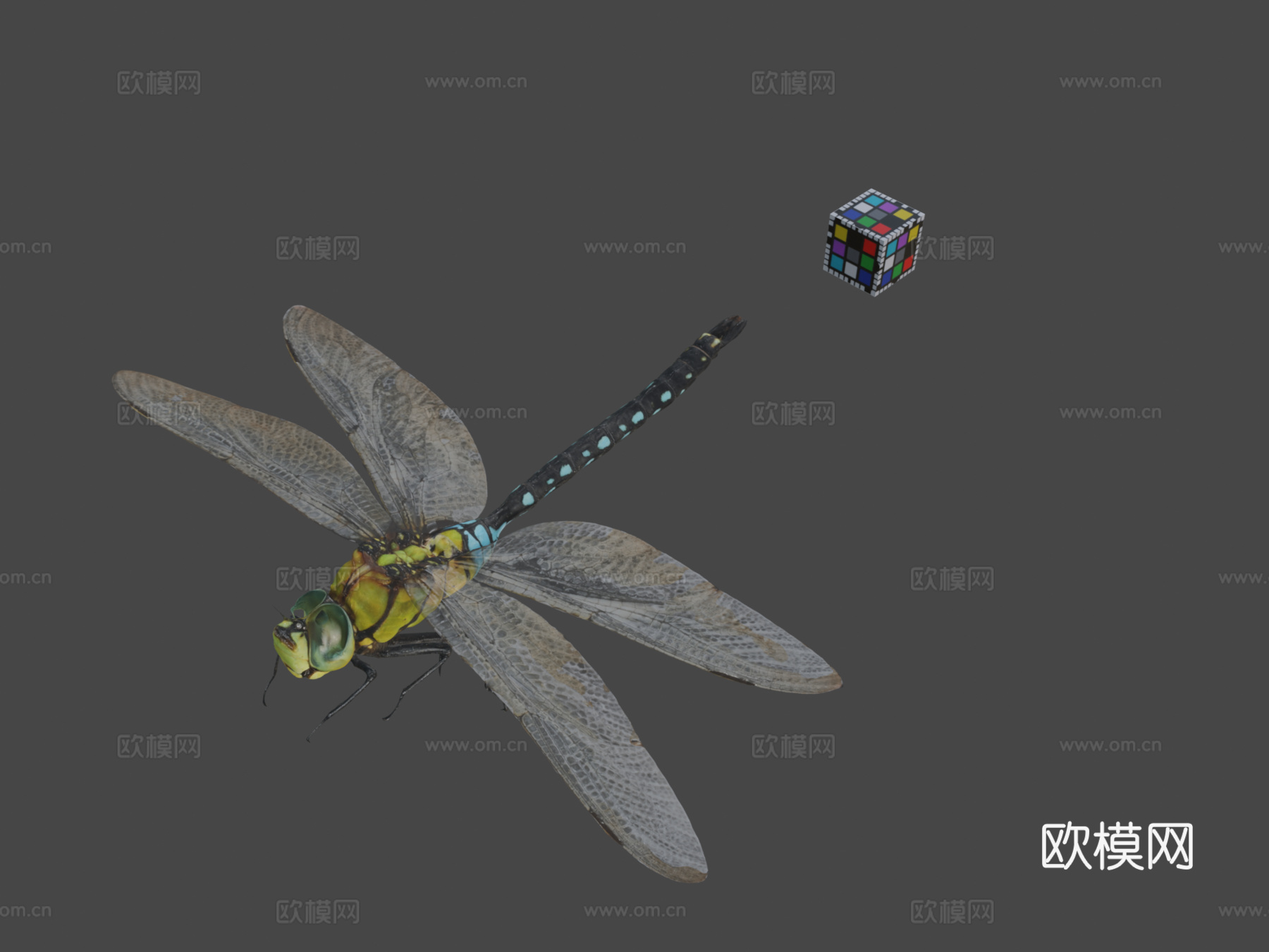 CC0黑纹小皇帝蜻蜓3d模型下载（渲染图1）