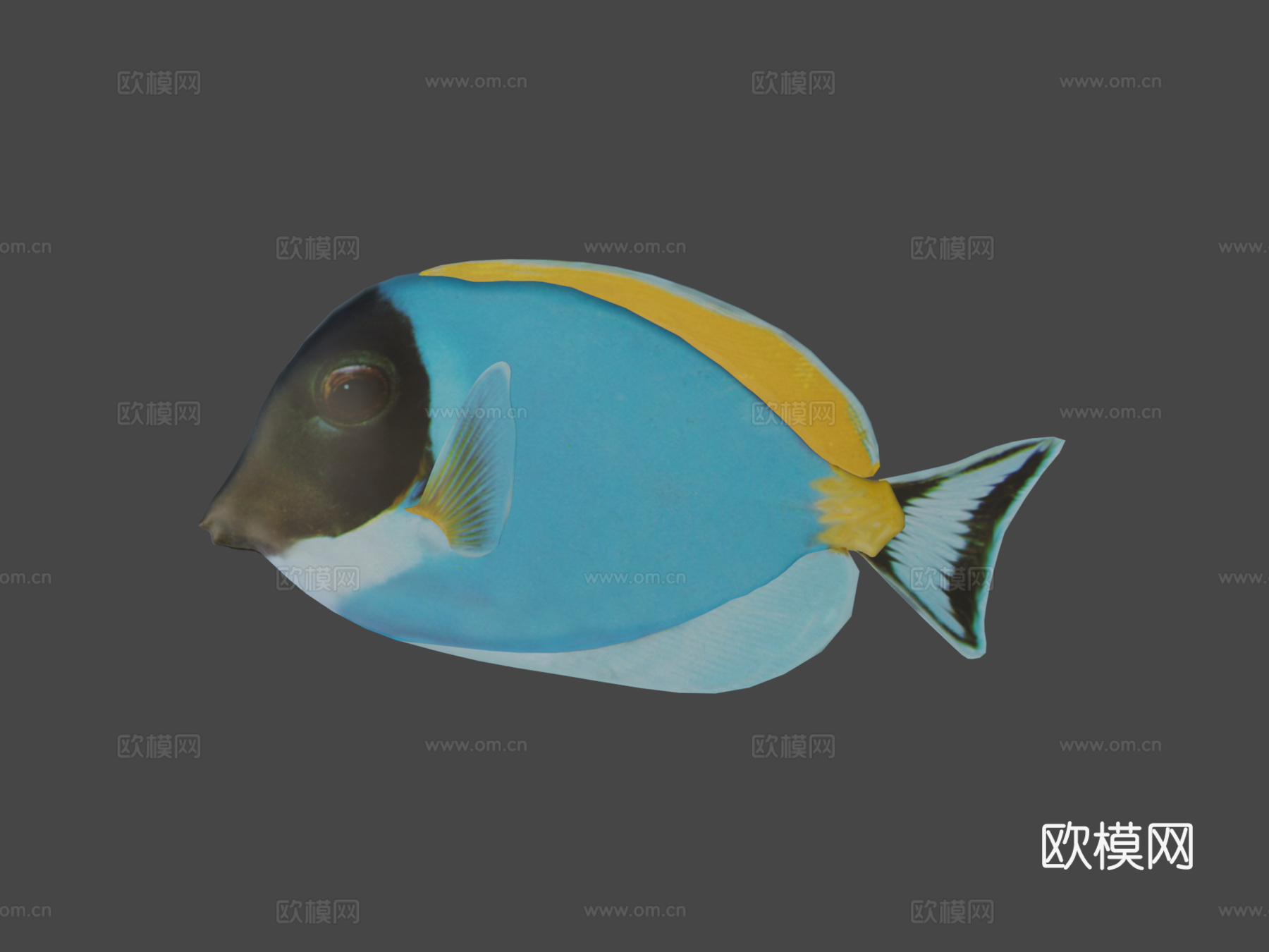 迟钝鱼Blender2.80及其他格式3d模型下载（渲染图8）