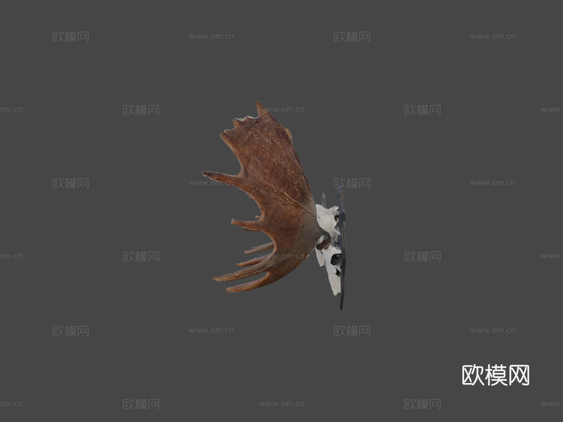 驼鹿角高低多边形扫描3d模型下载（渲染图6）