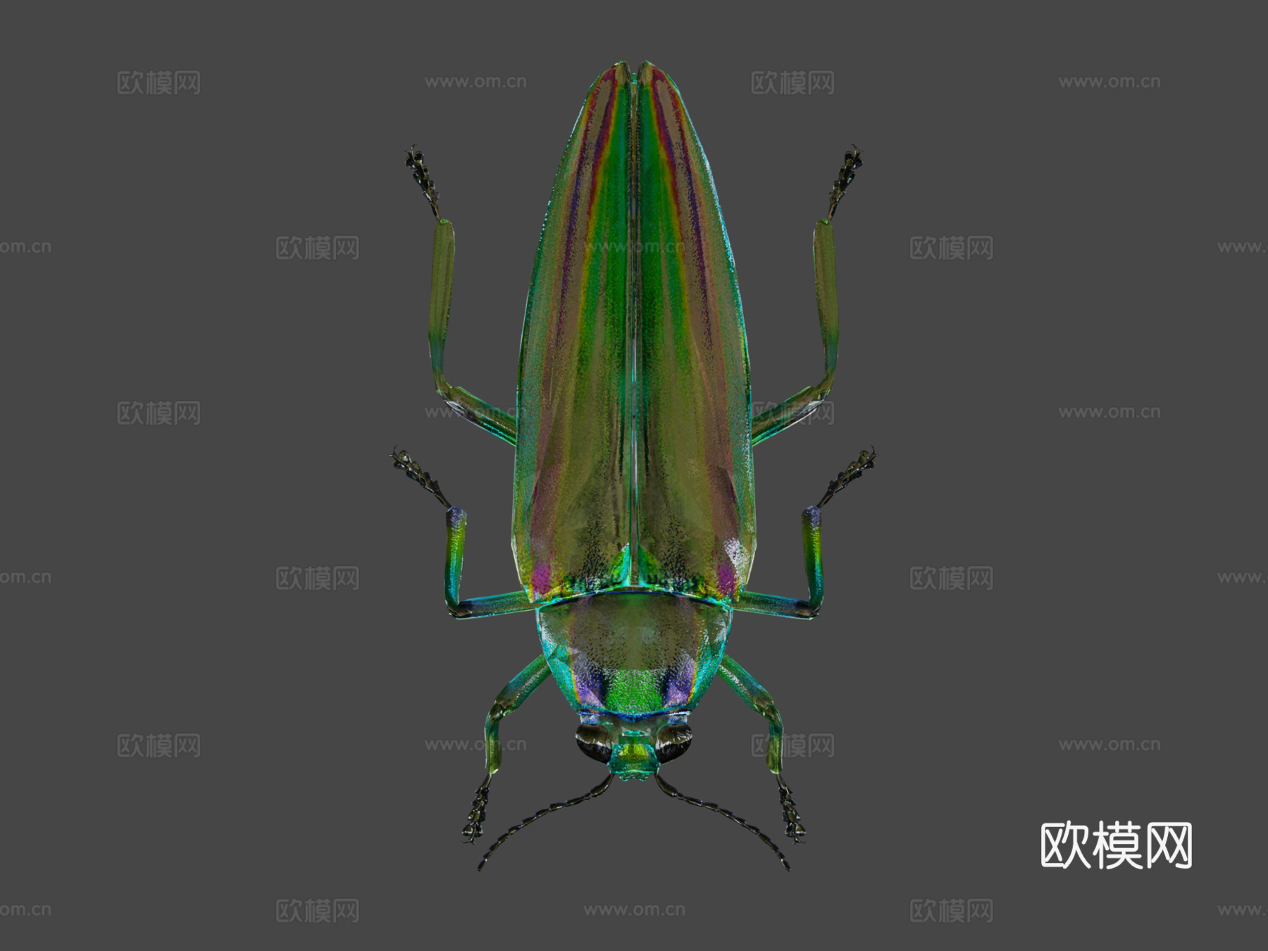 艳金龟3d模型下载（渲染图8）