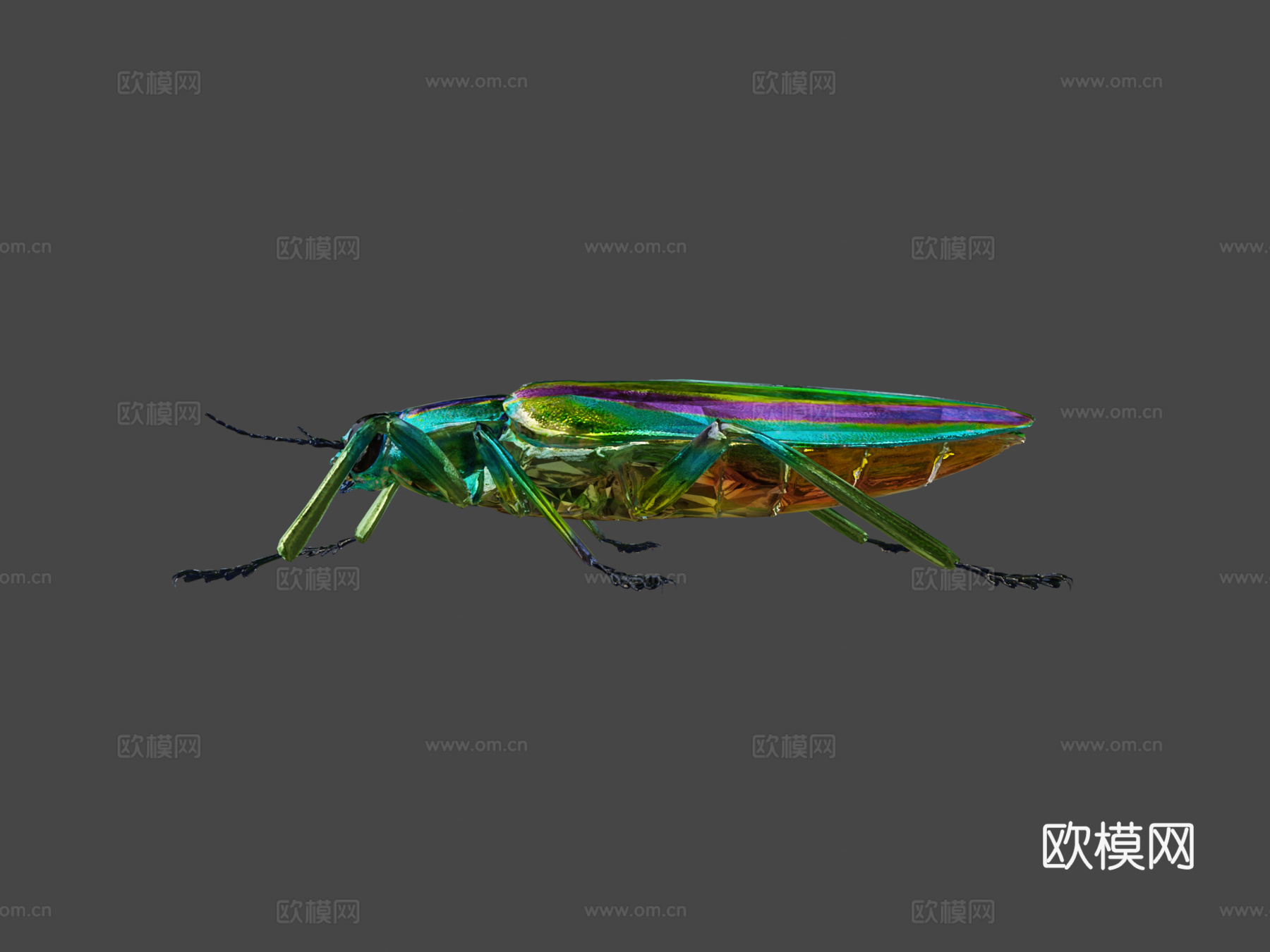 艳金龟3d模型下载（渲染图6）
