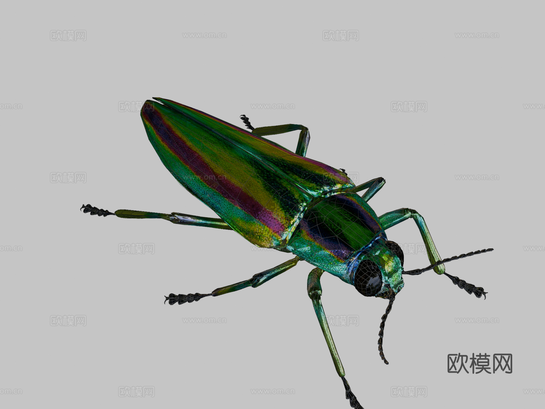 艳金龟3d模型下载（渲染图2）